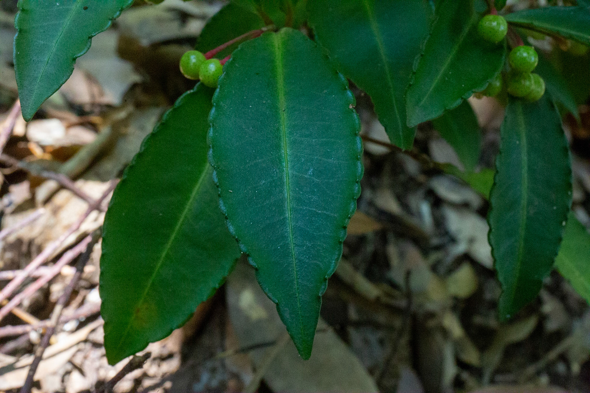 5)