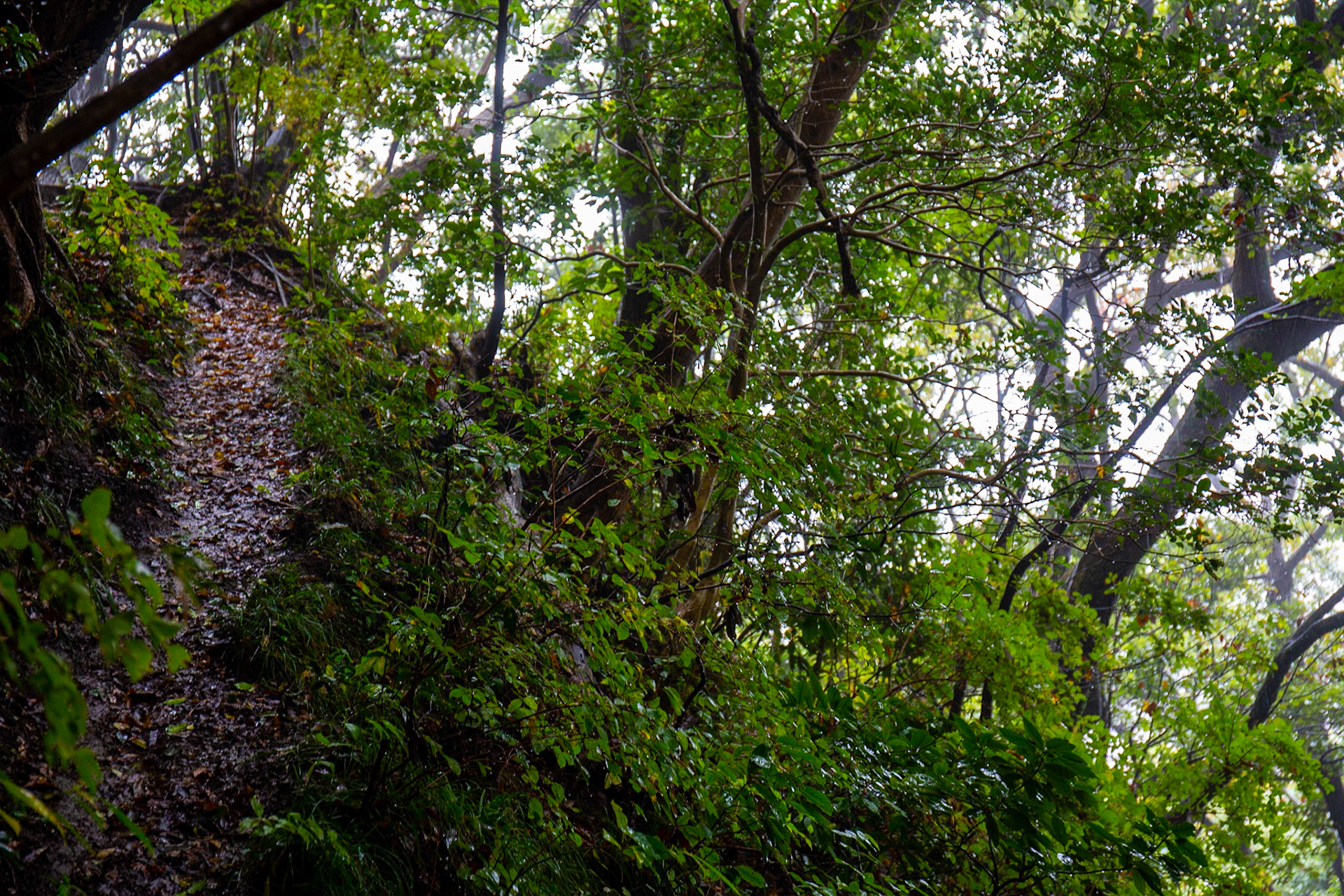 1)登山道の斜面に高さ5m　真ん中の細い樹