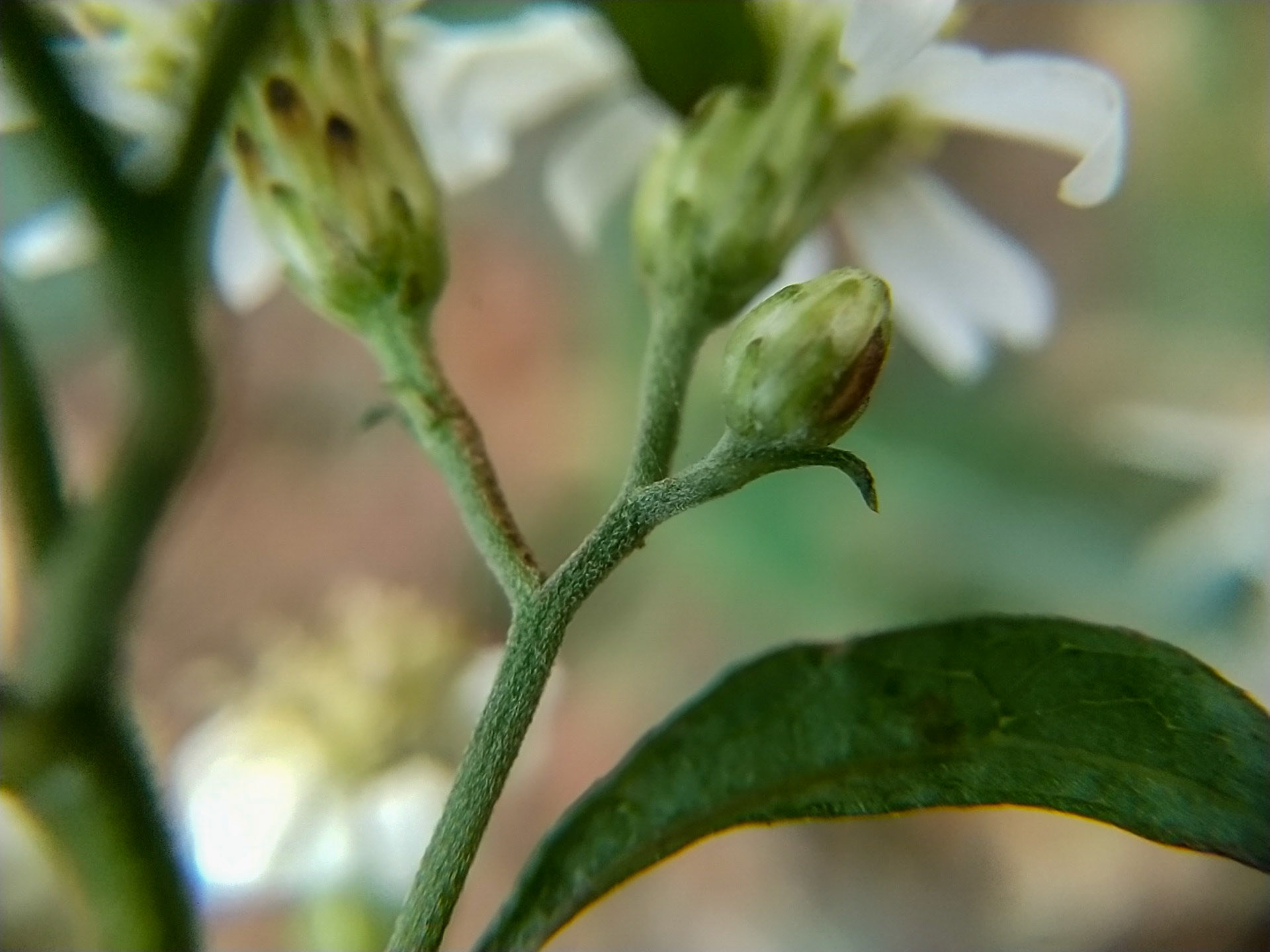 15)茎の毛は少し