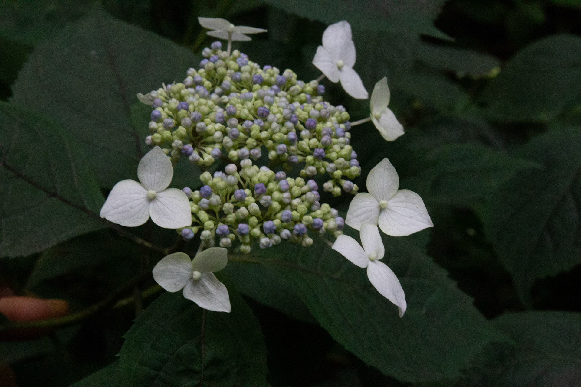 11)