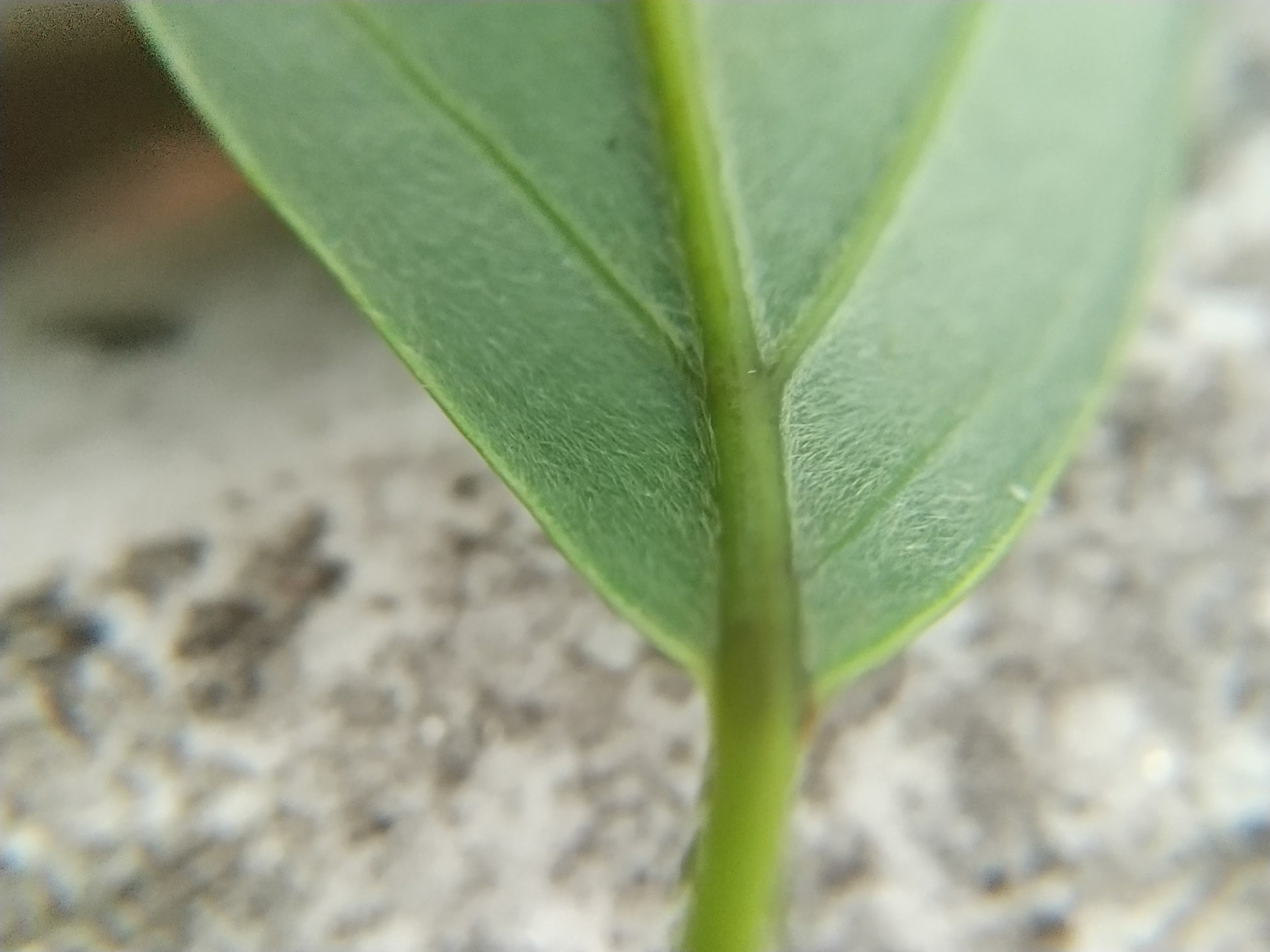 8)裏は毛がある