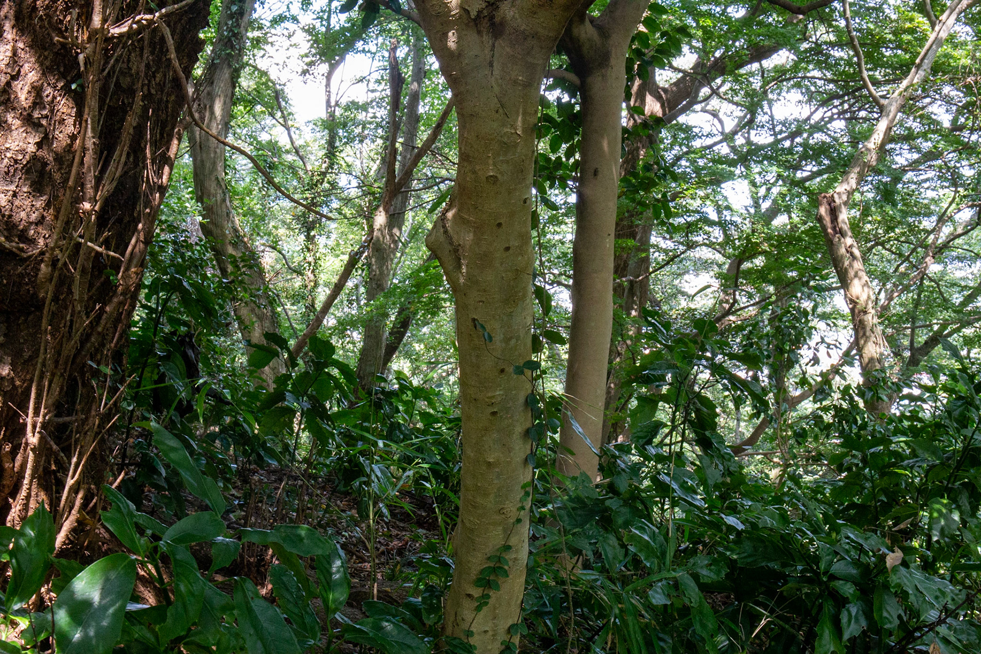 10)樹皮