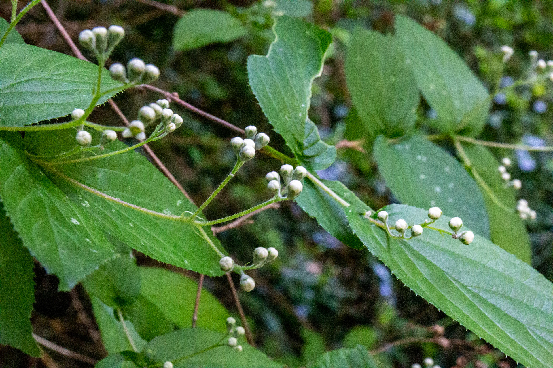 41)