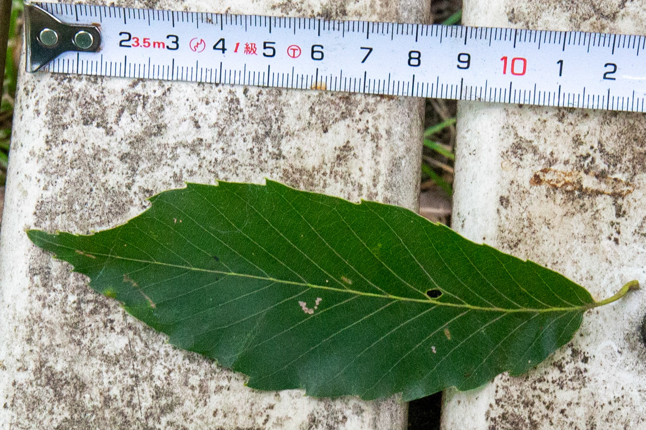 6-1)全長12cm 細長い