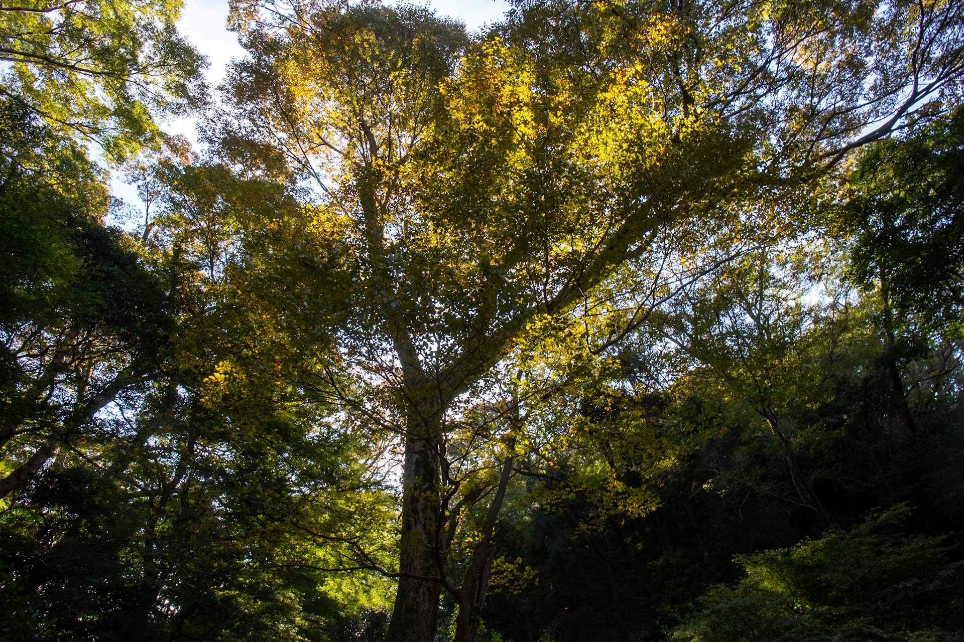 8)秋の全景