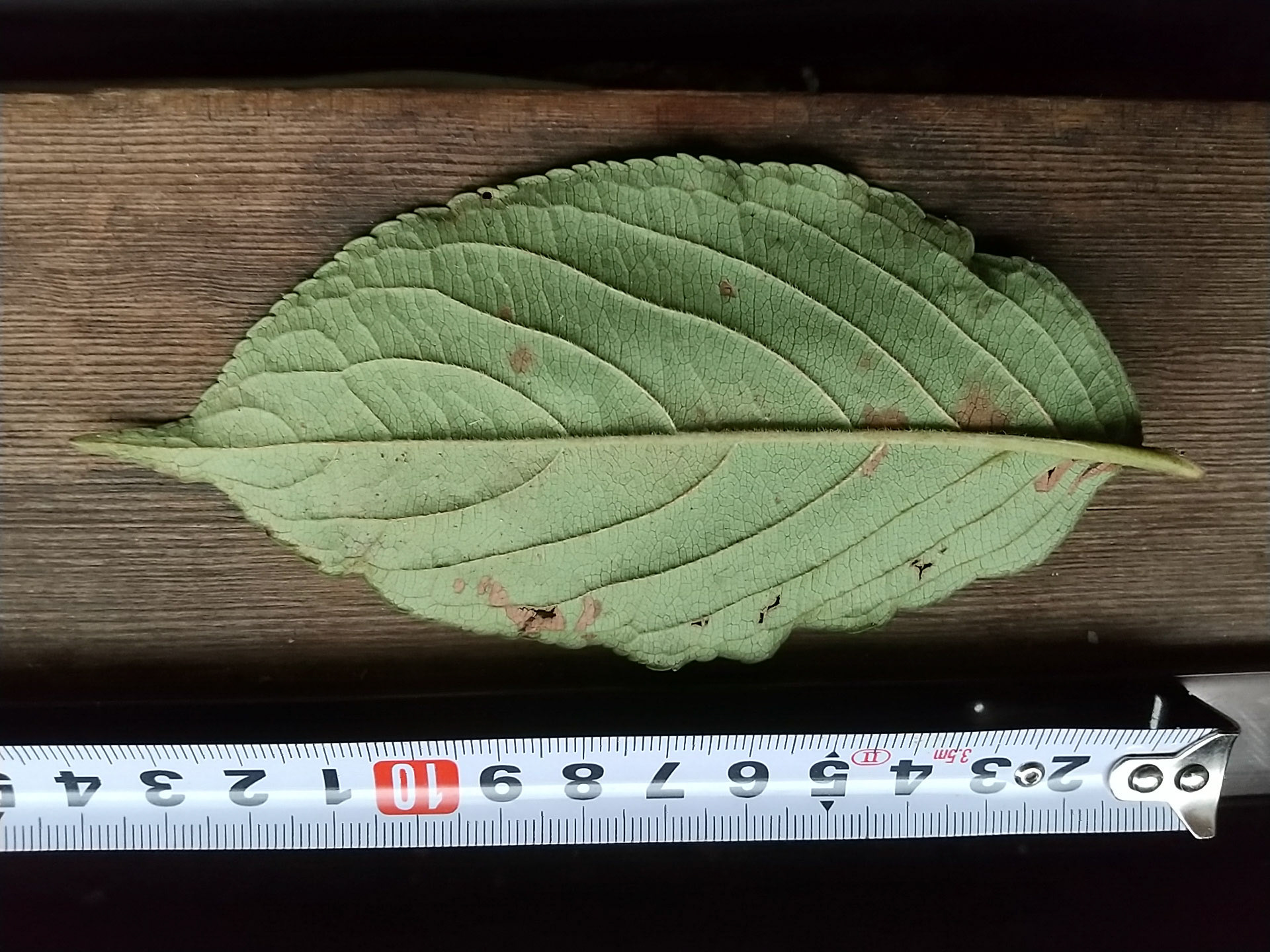 5)裏