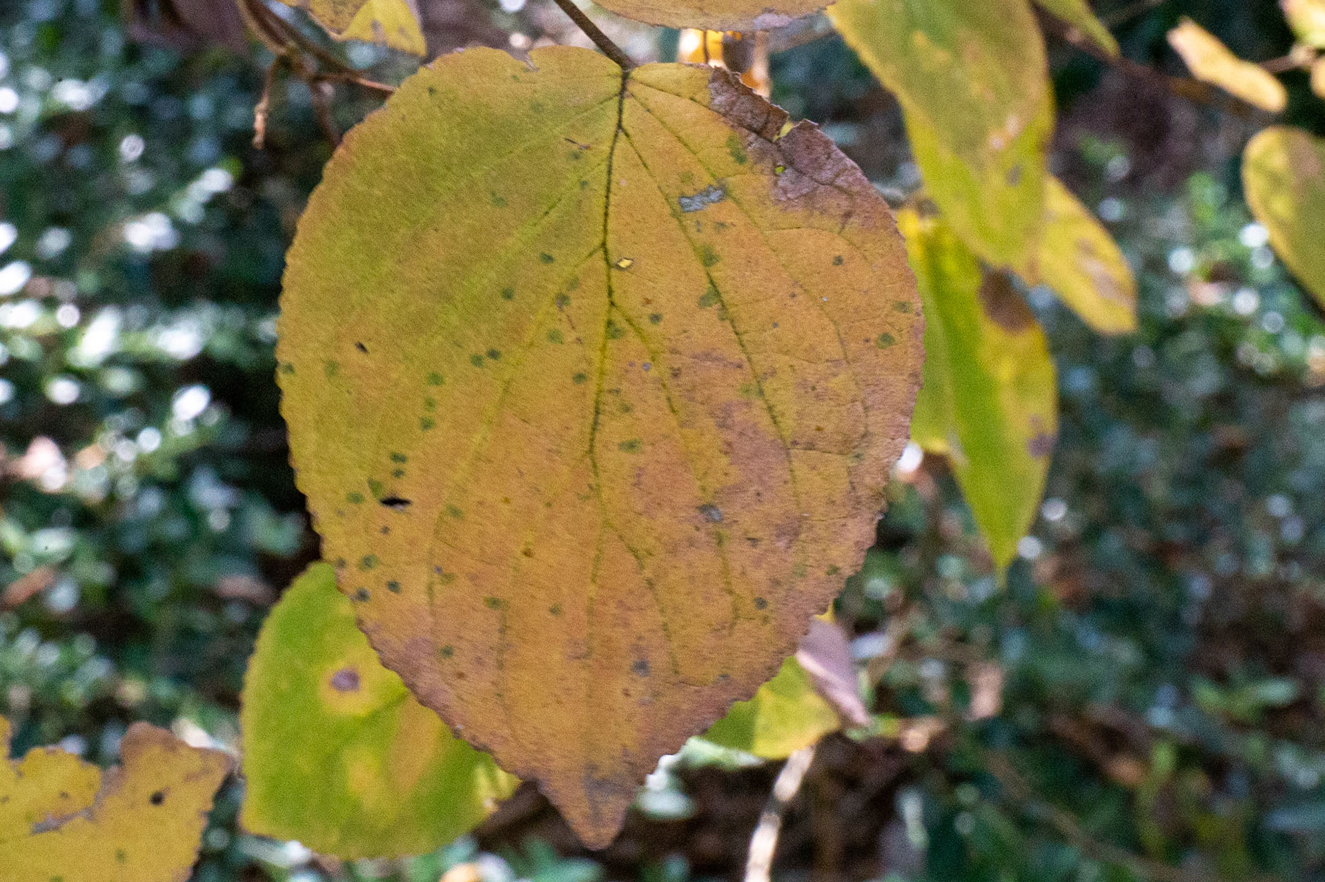 34)