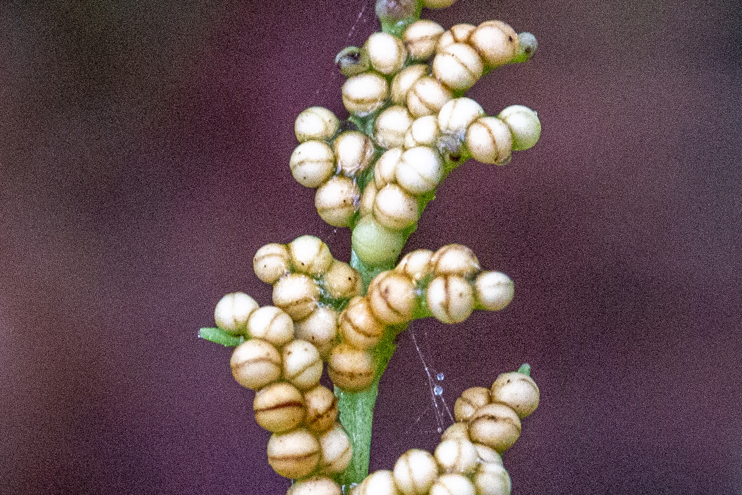 B3)