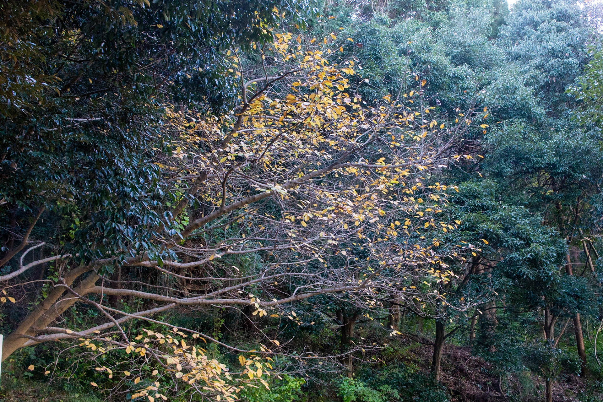 17)紅葉