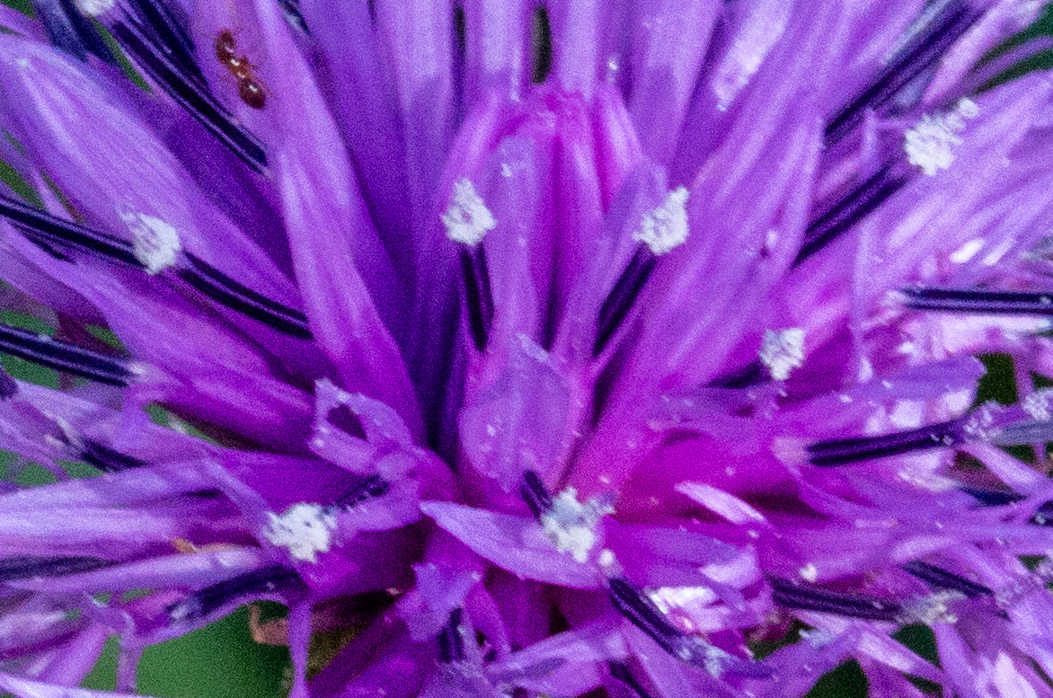 B5)