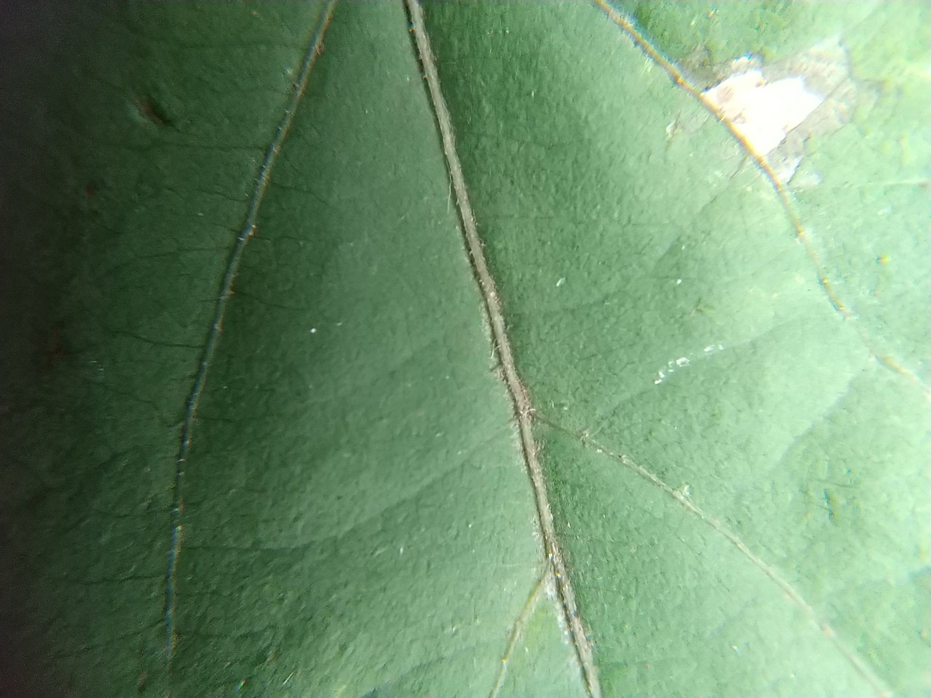 17)