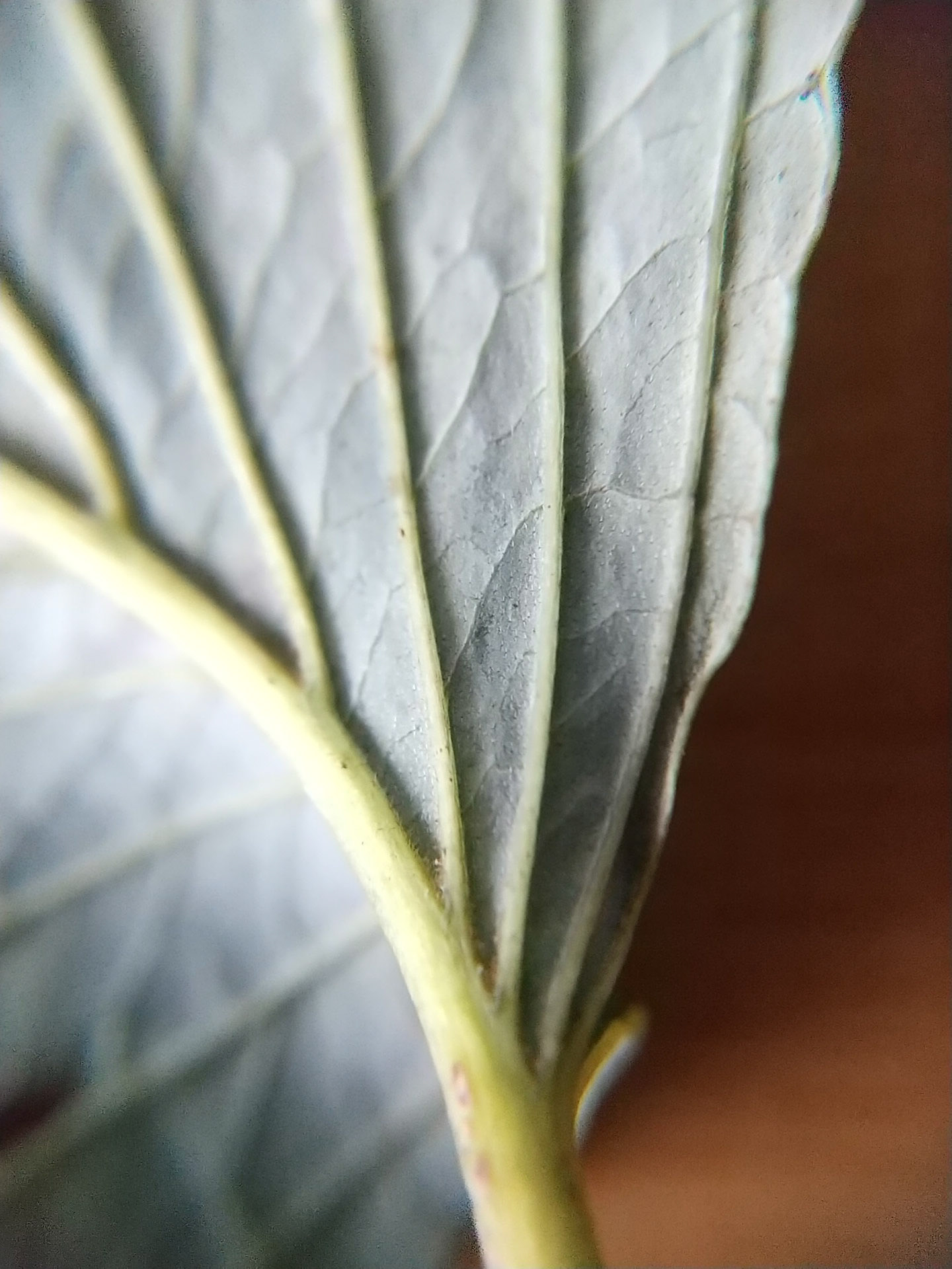 13)粉白色 伏毛