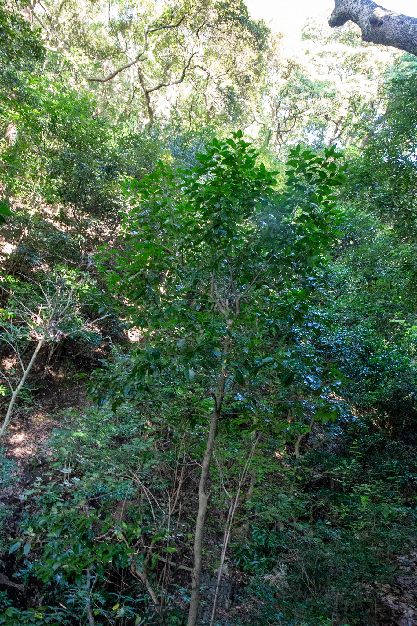 61)E12の株