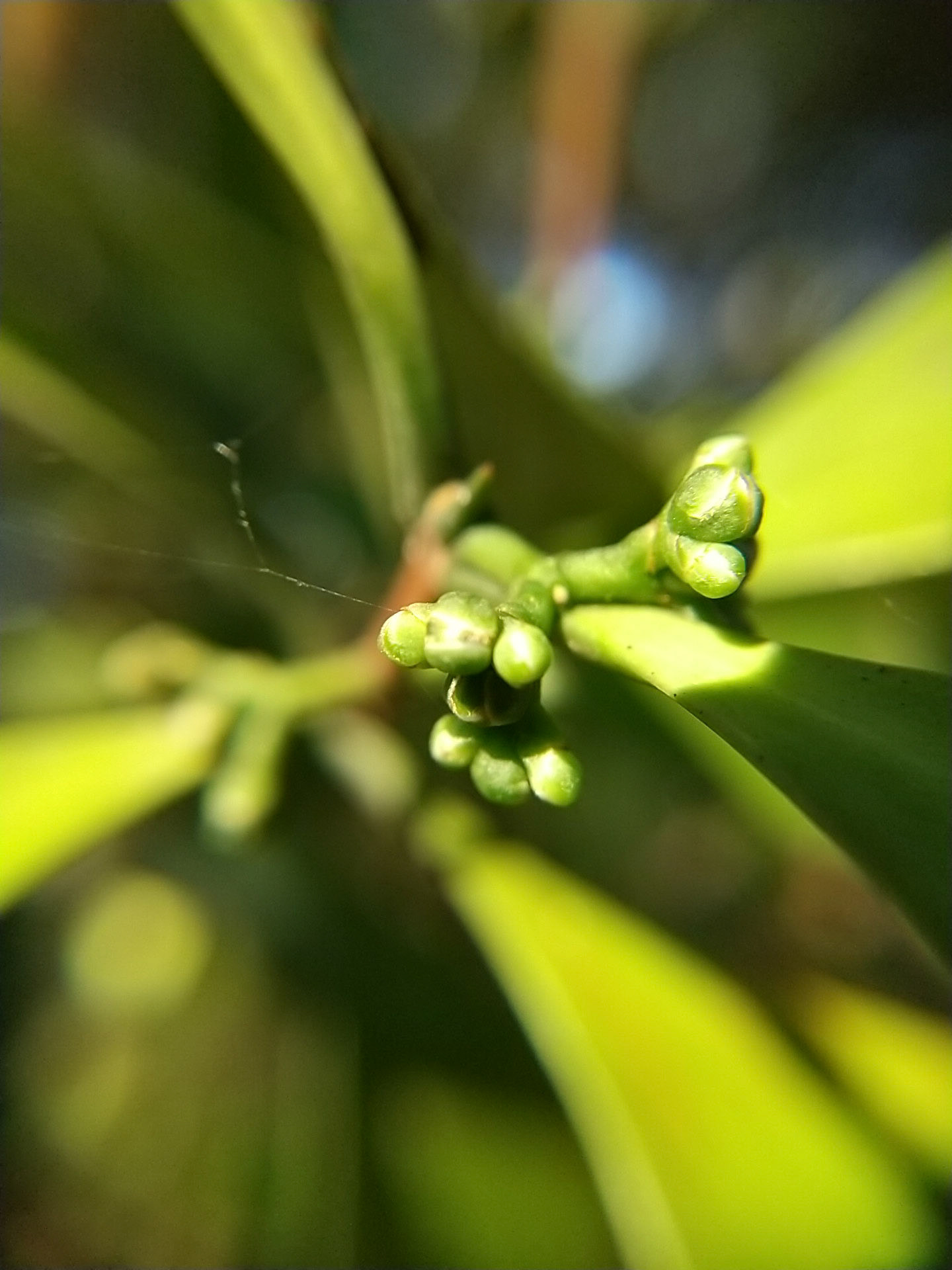 10)雄花の芽か?