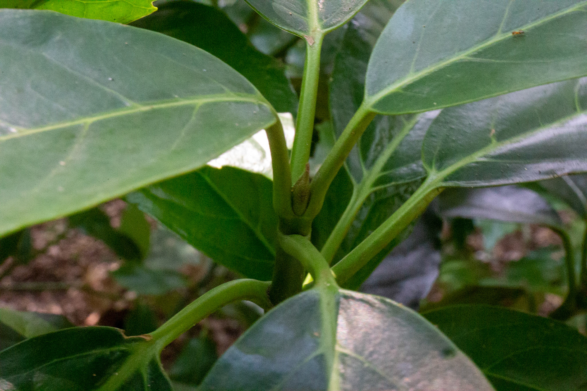 5)雄株