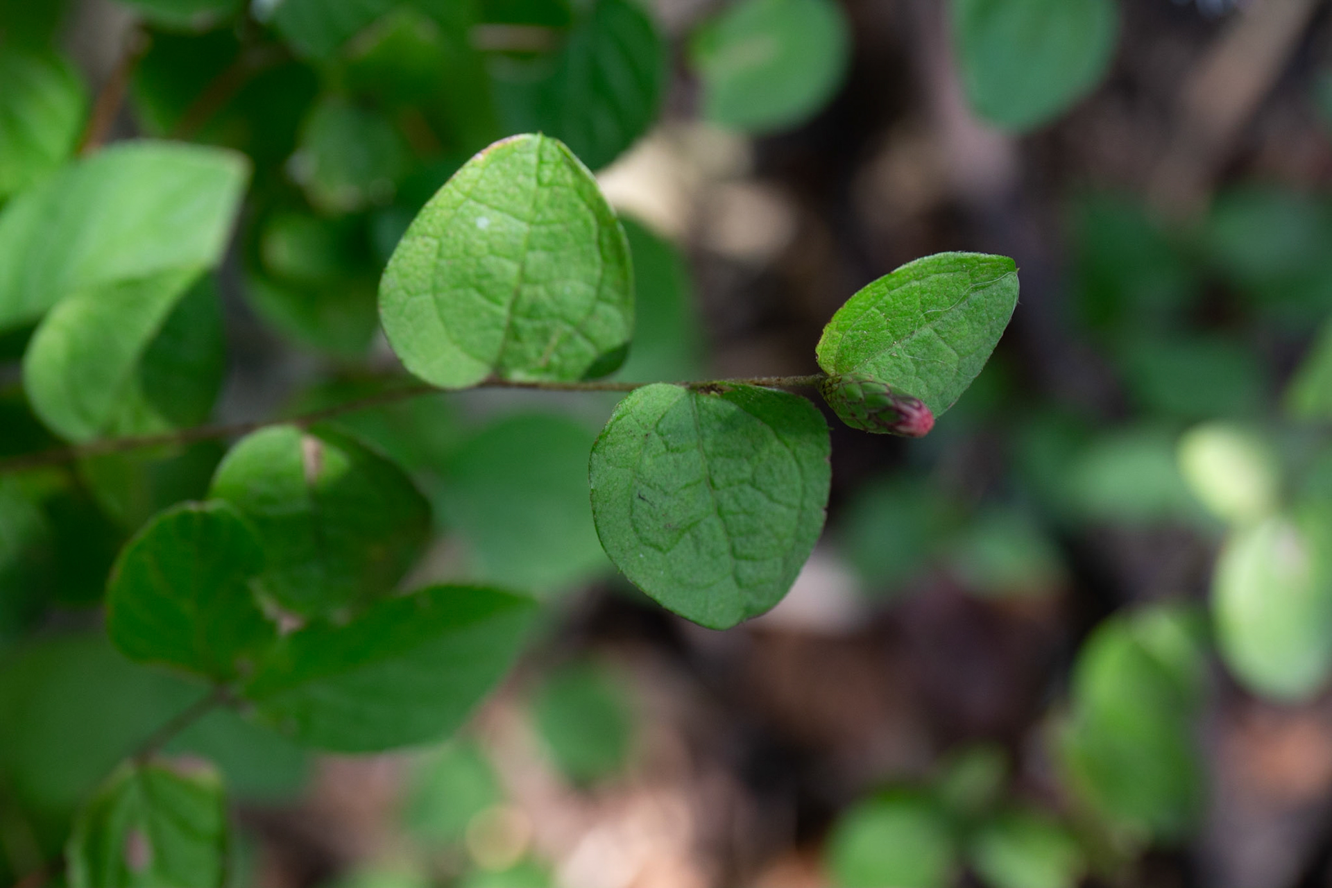 3) 互生　全縁にみえる
