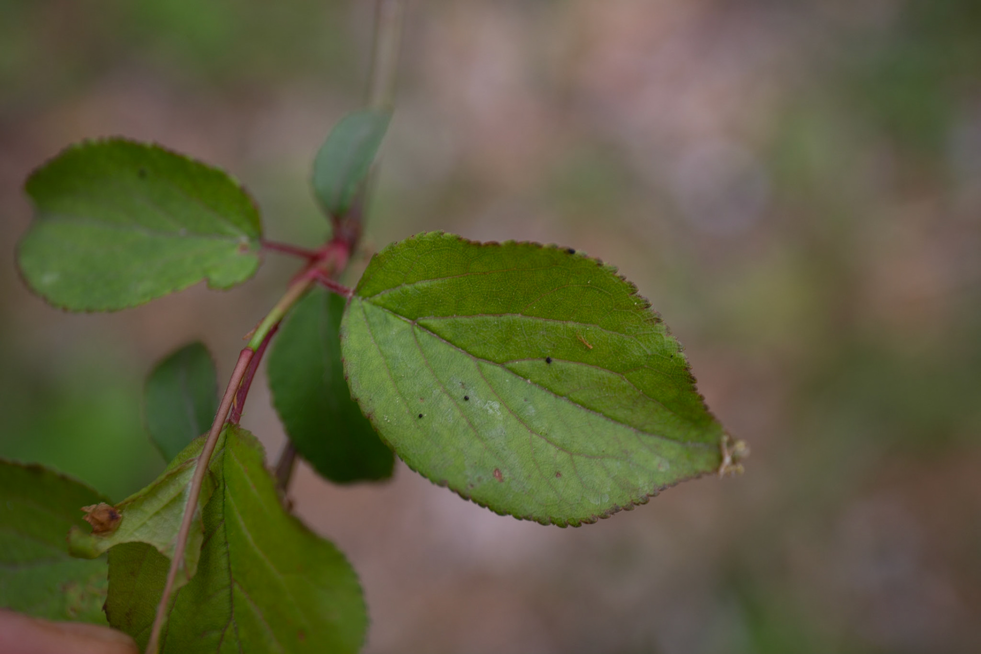 7)