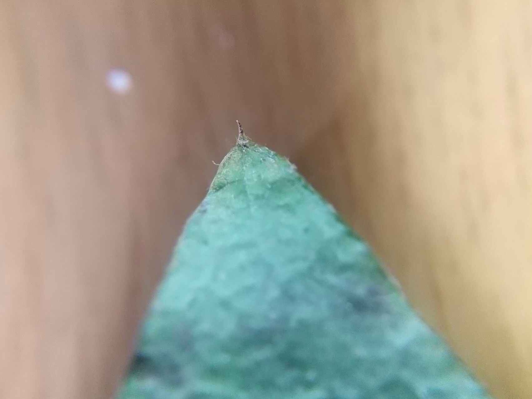 11)先端に葉