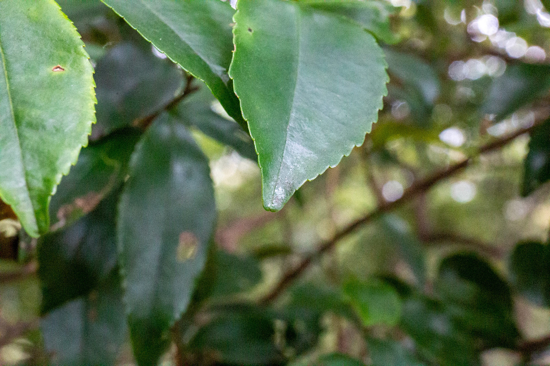 5)