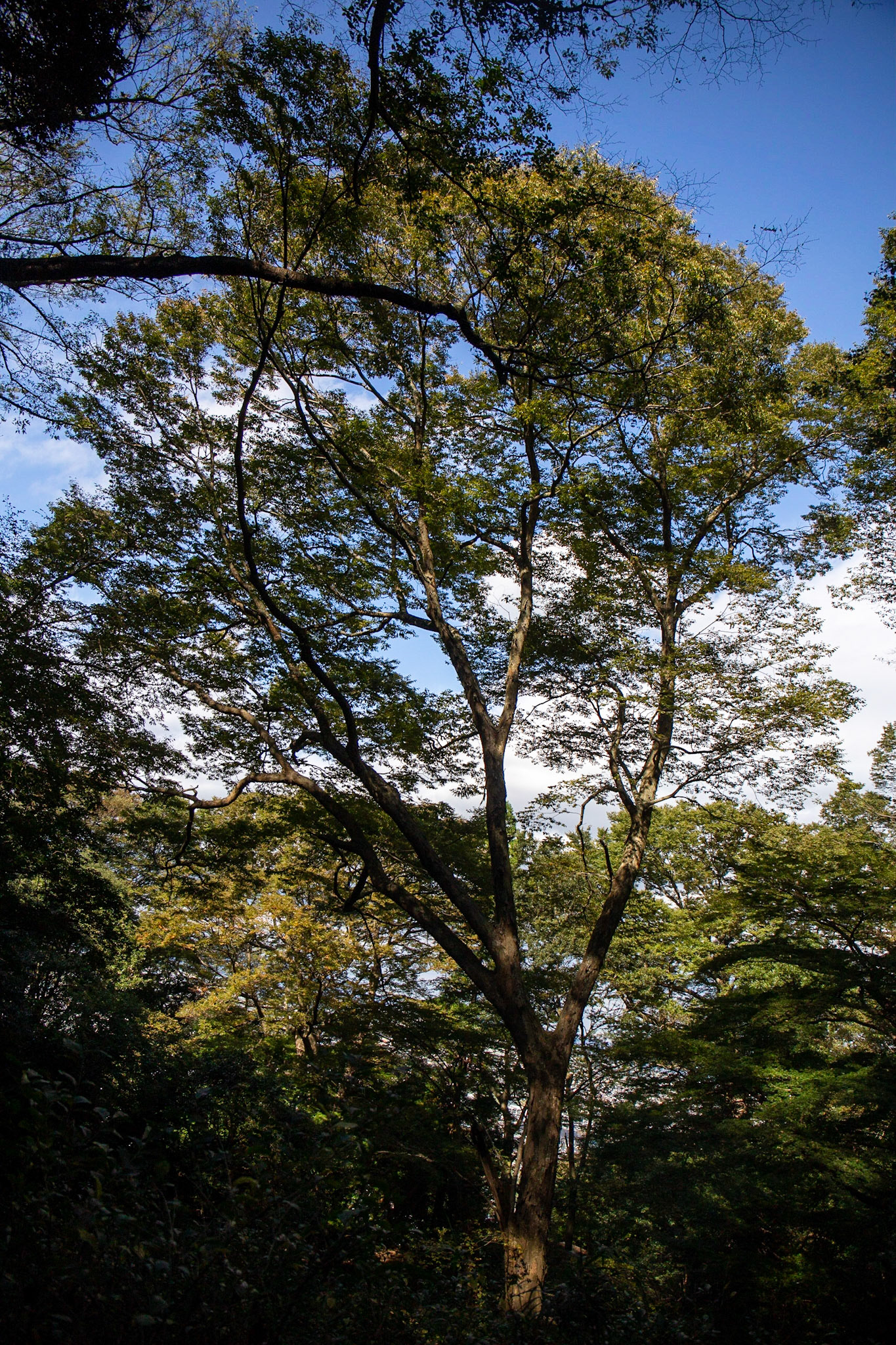 7)全景