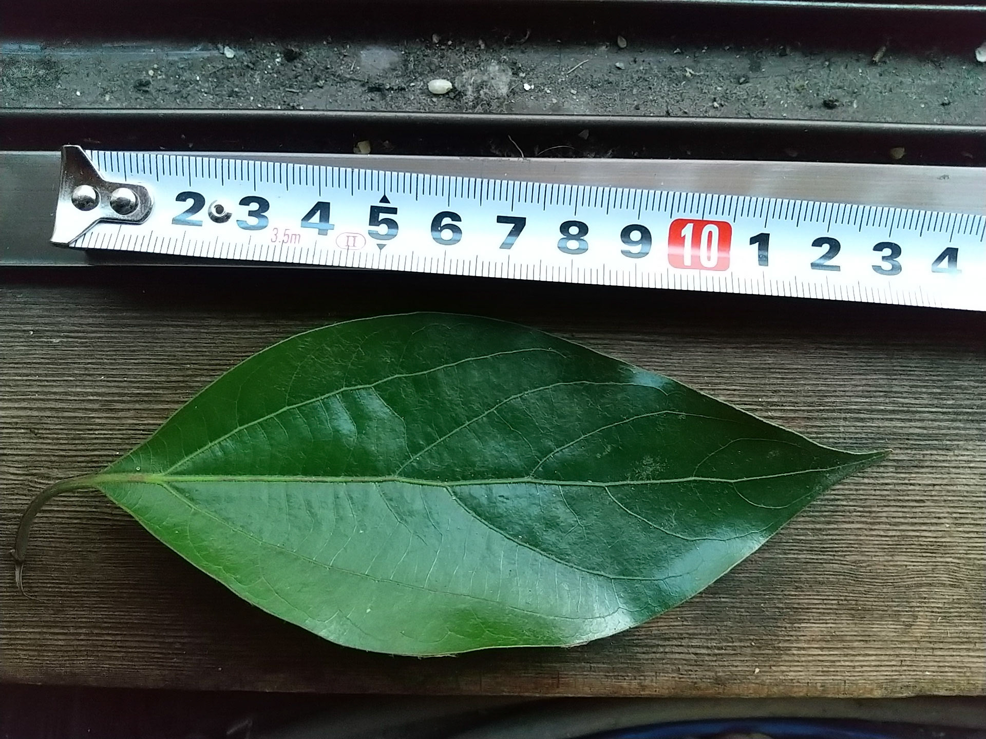 15)三行脈が目立つ