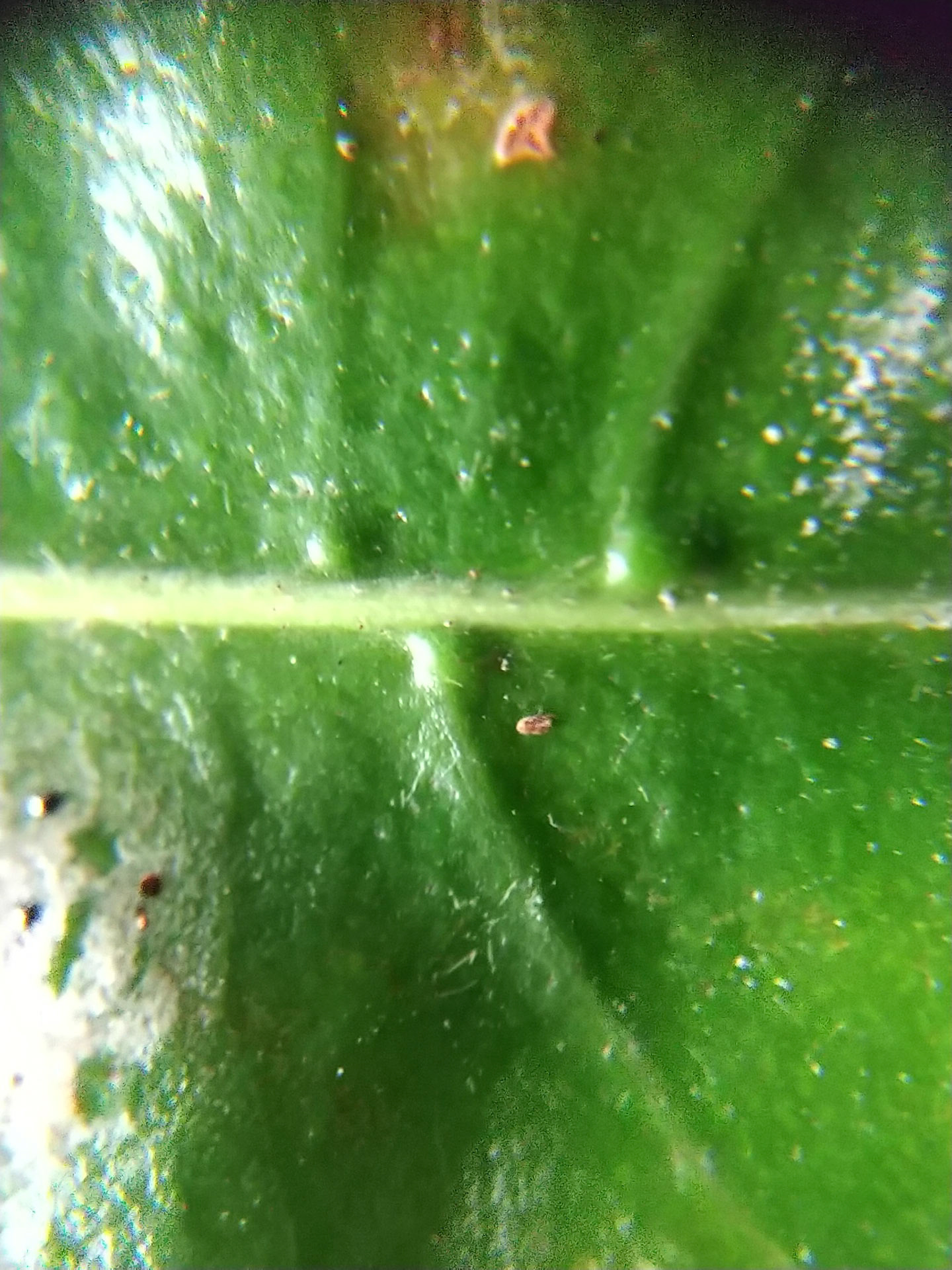 8)