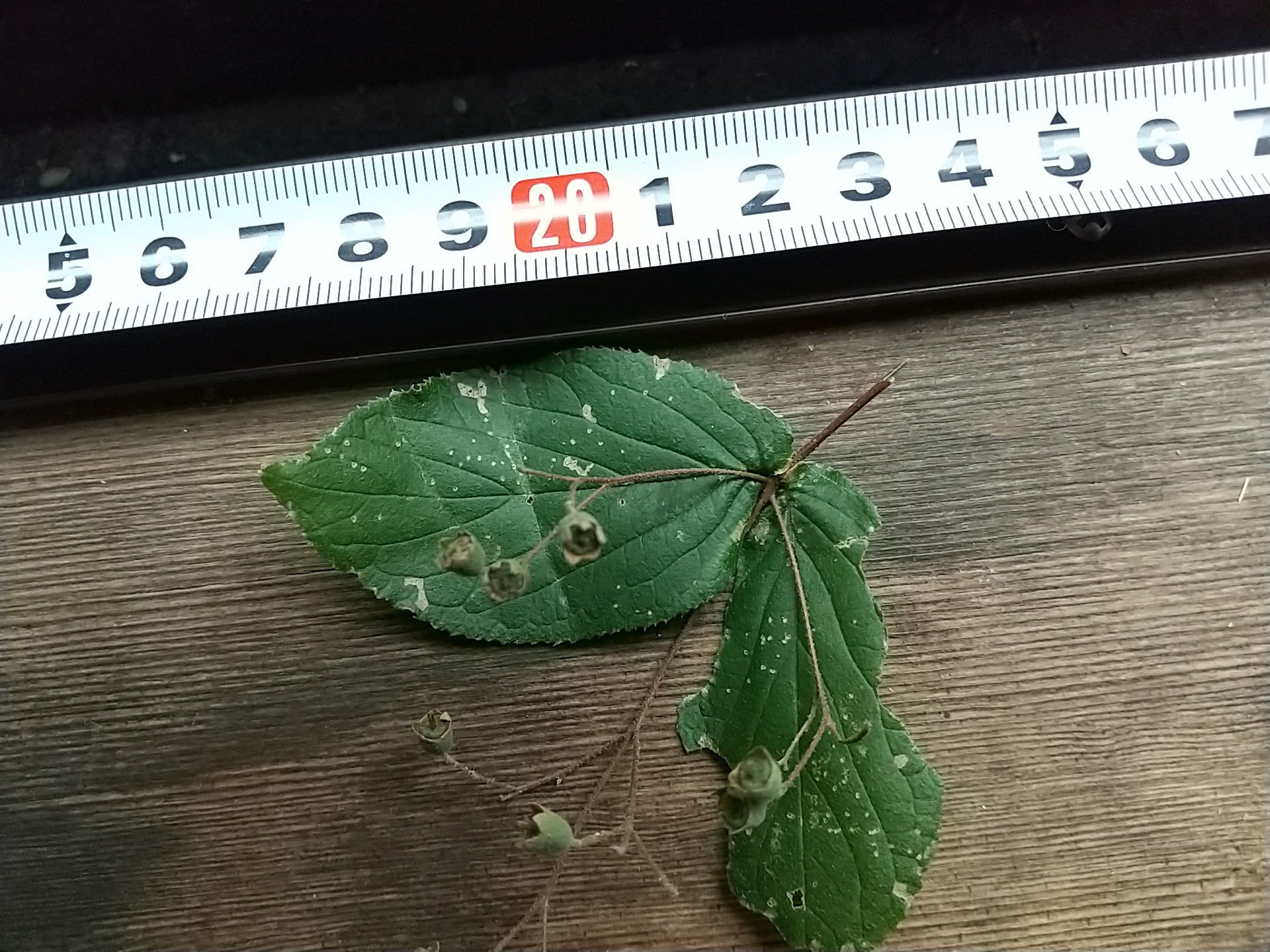 13)花につく葉