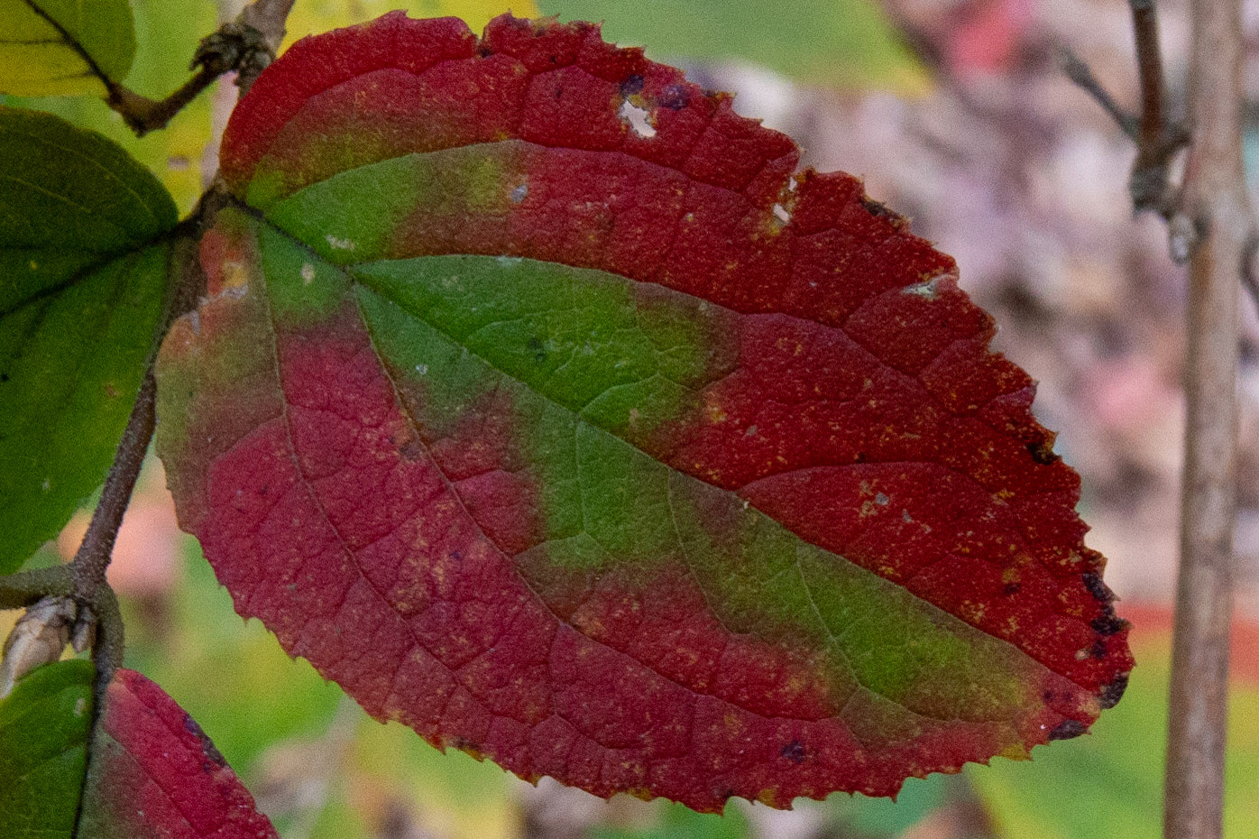 33)