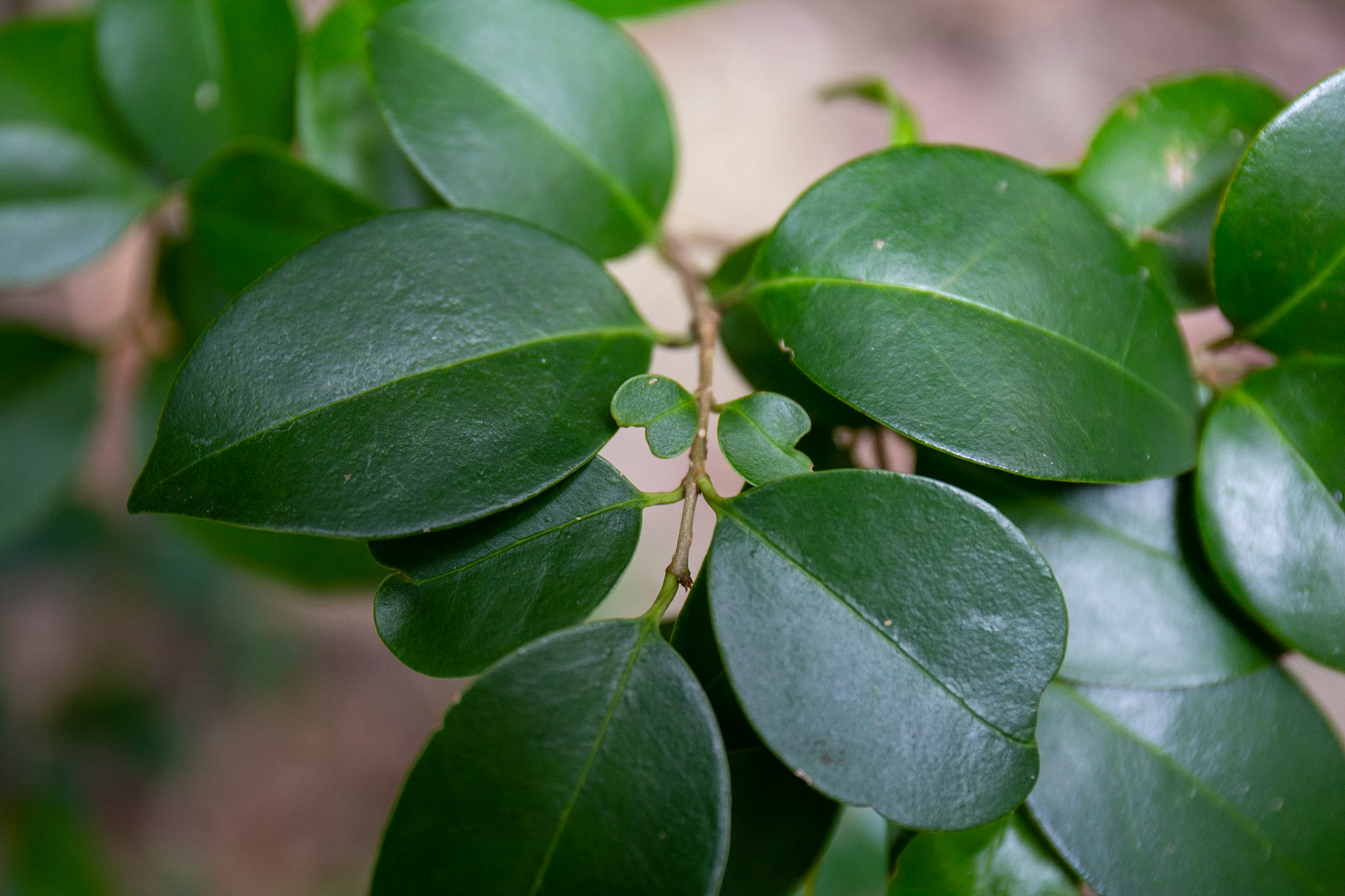 18)これもハート形