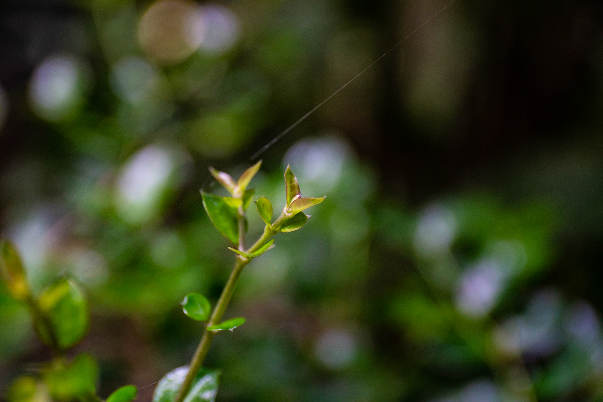14)新芽
