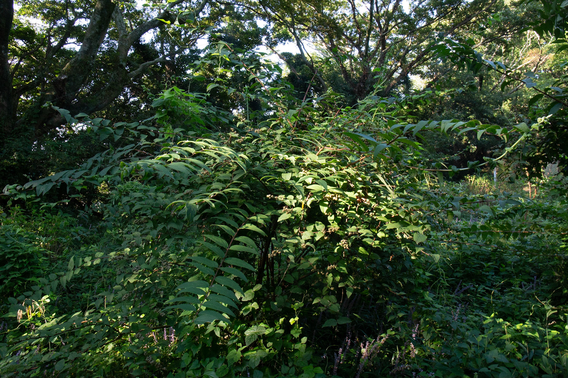 2)8月