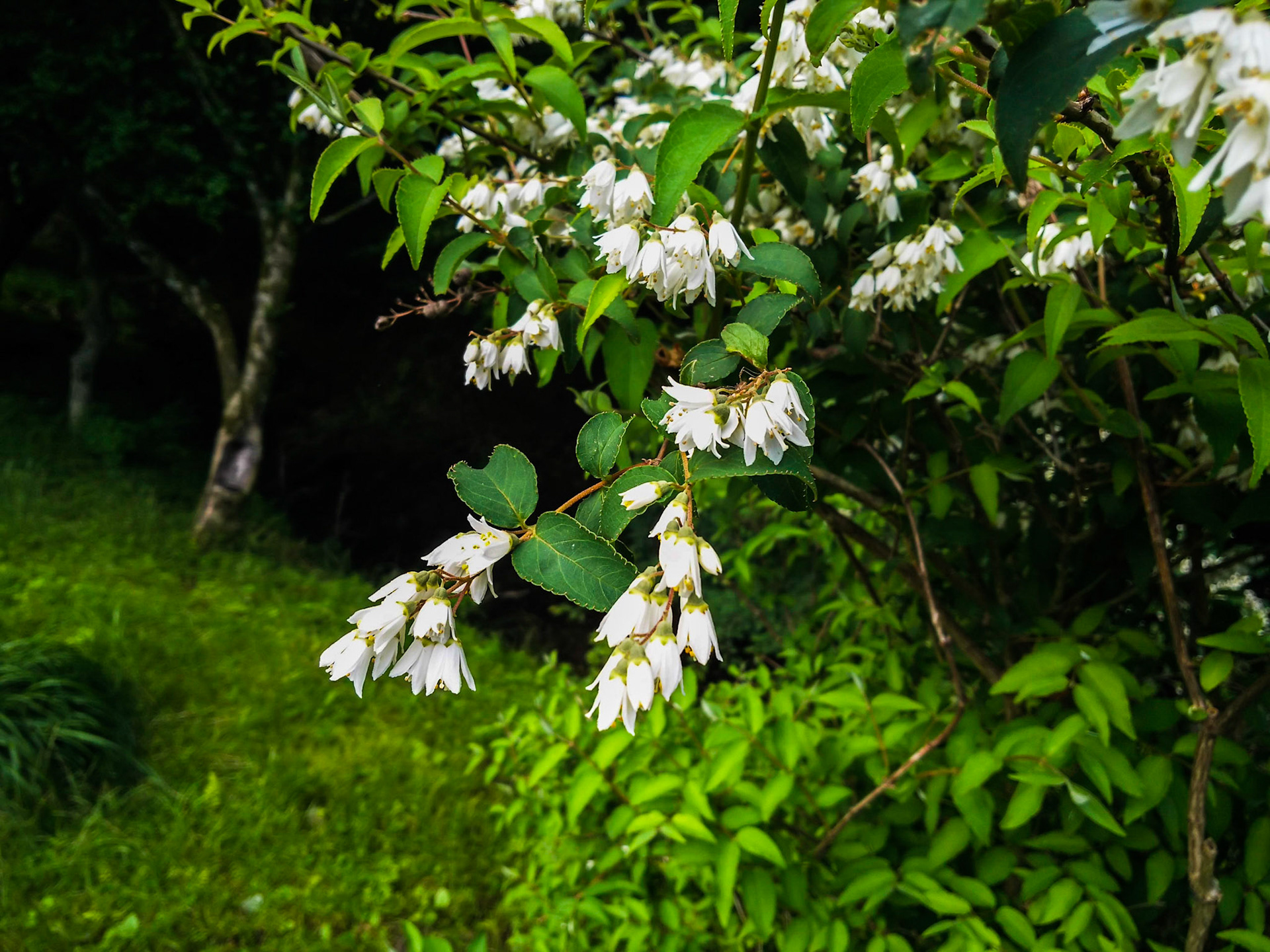 1)花 6月