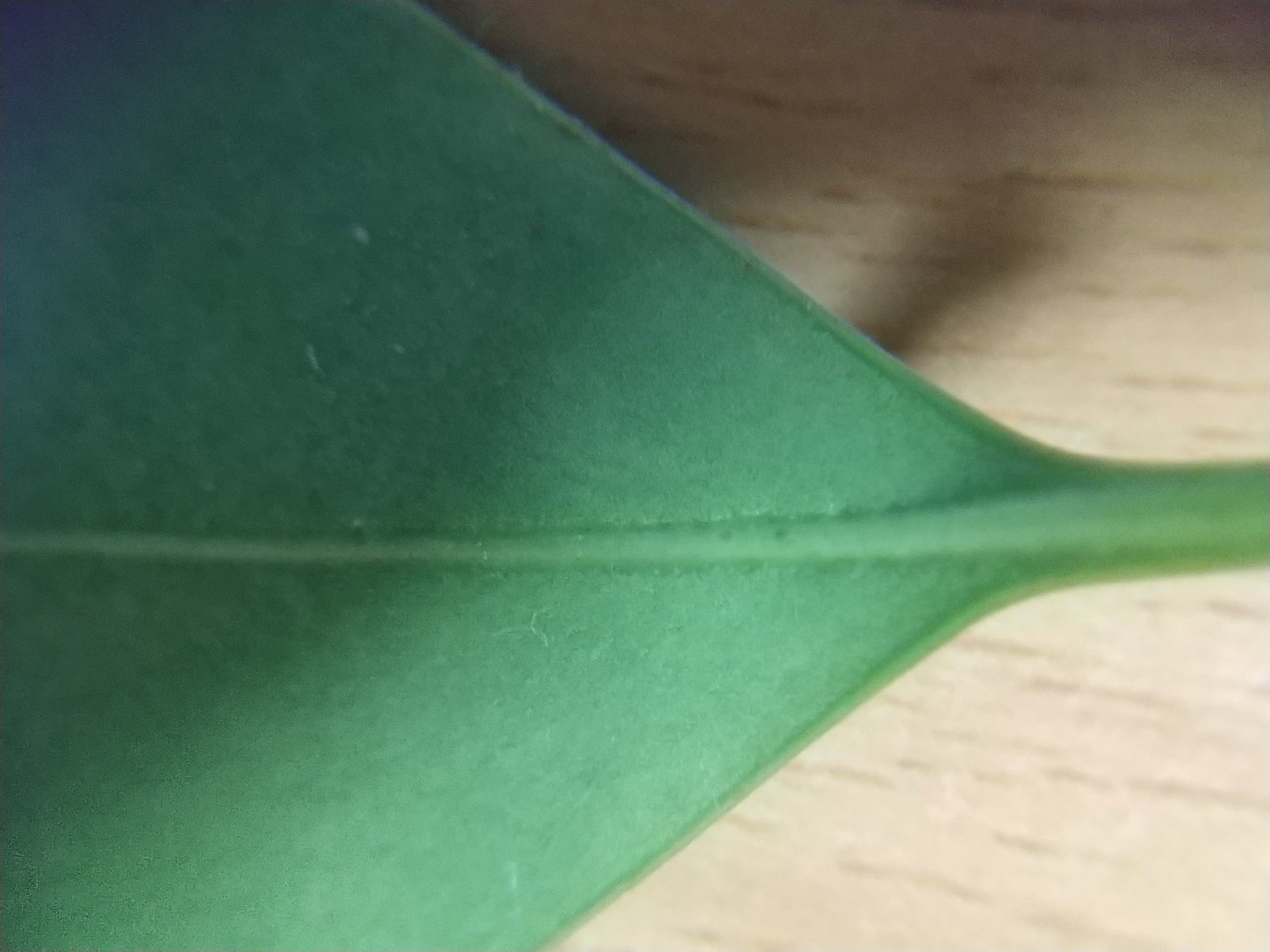5) b 裏も毛なし