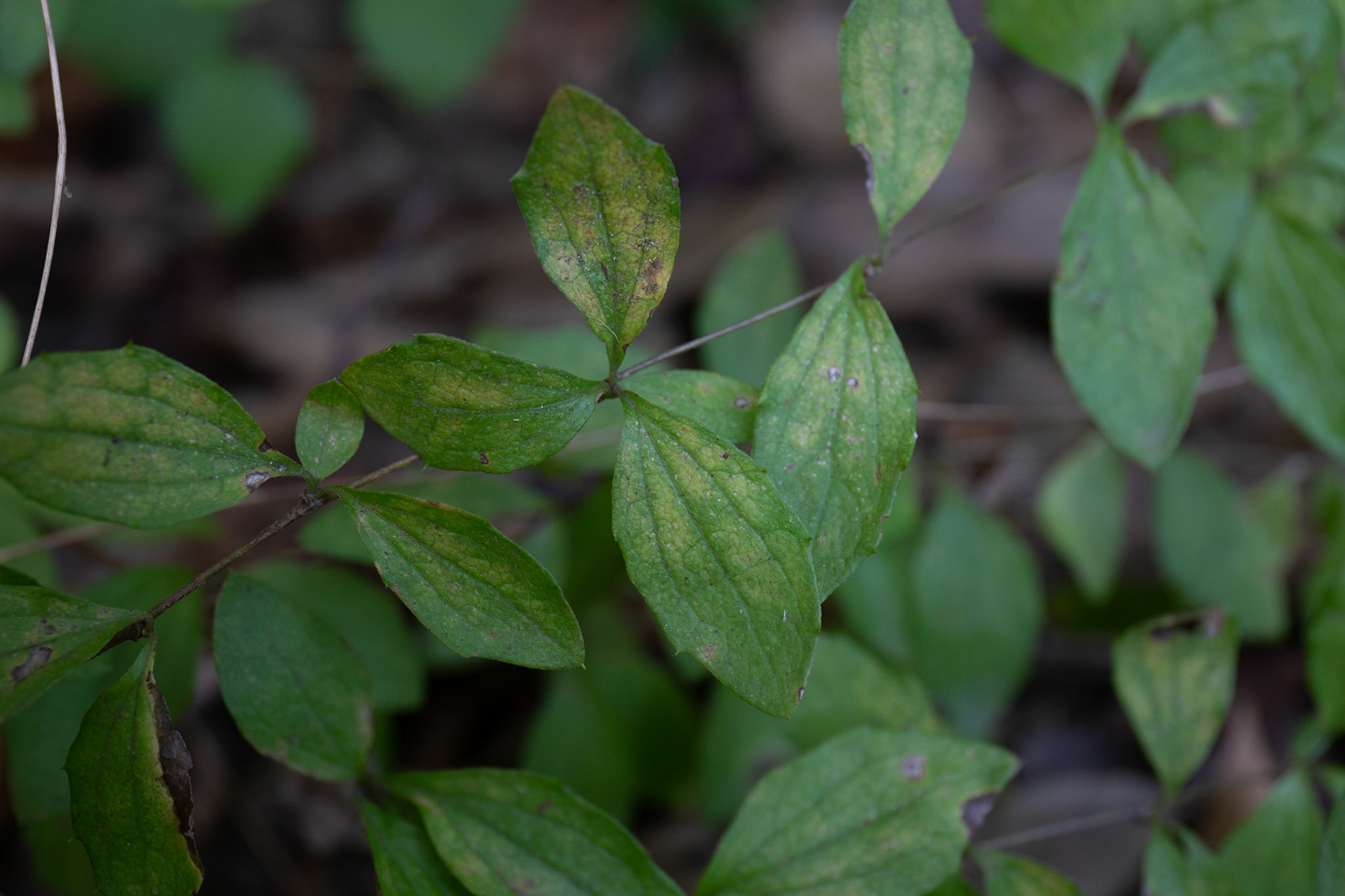 17)2年枝の葉は細長い
