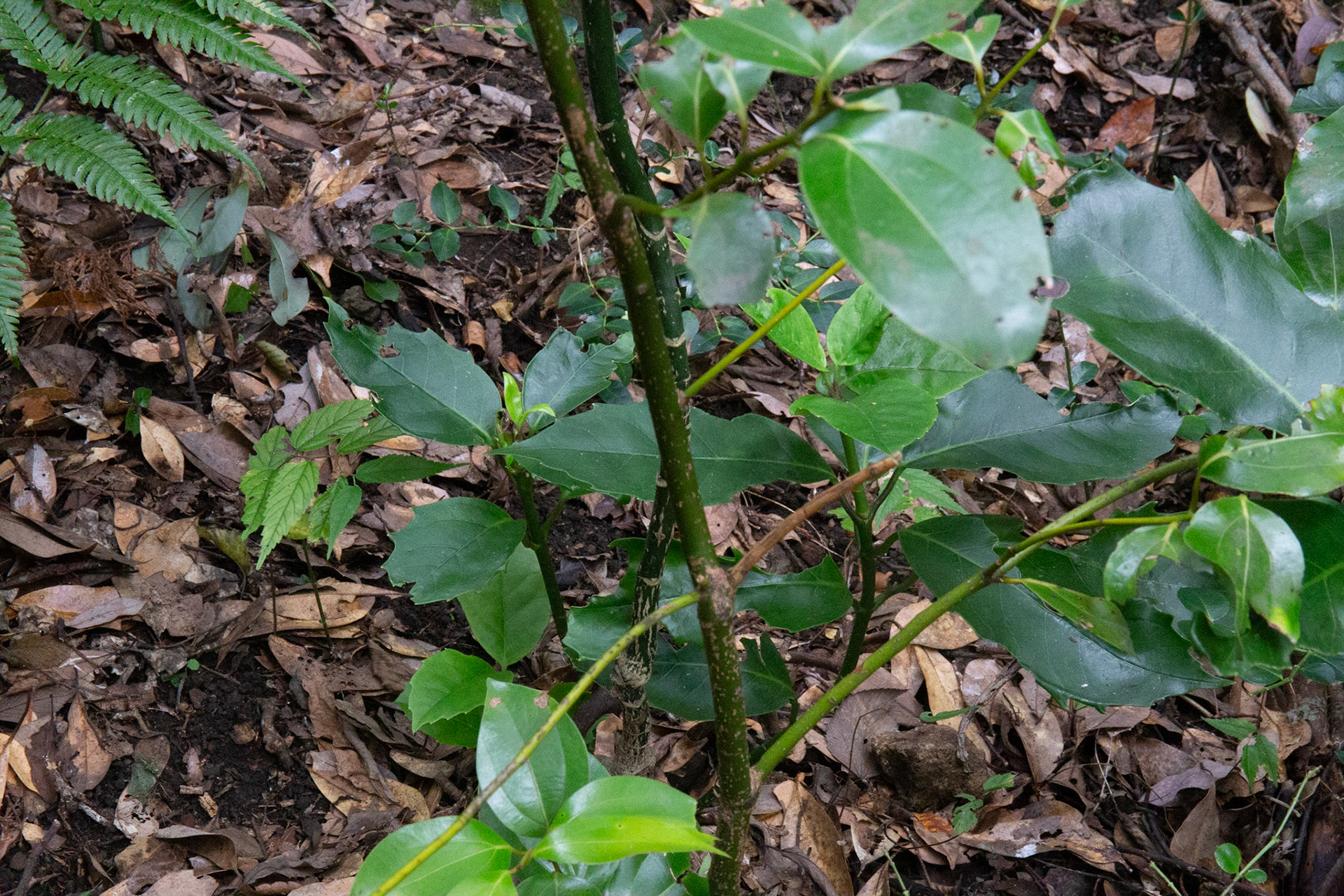 20)樹皮