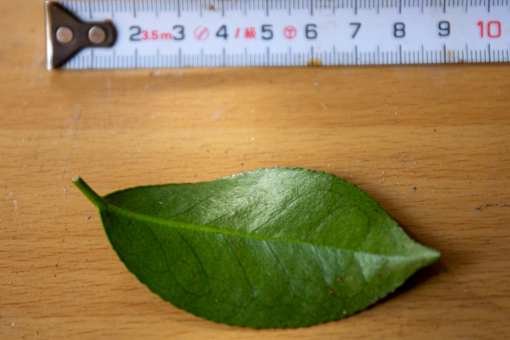 5)裏面