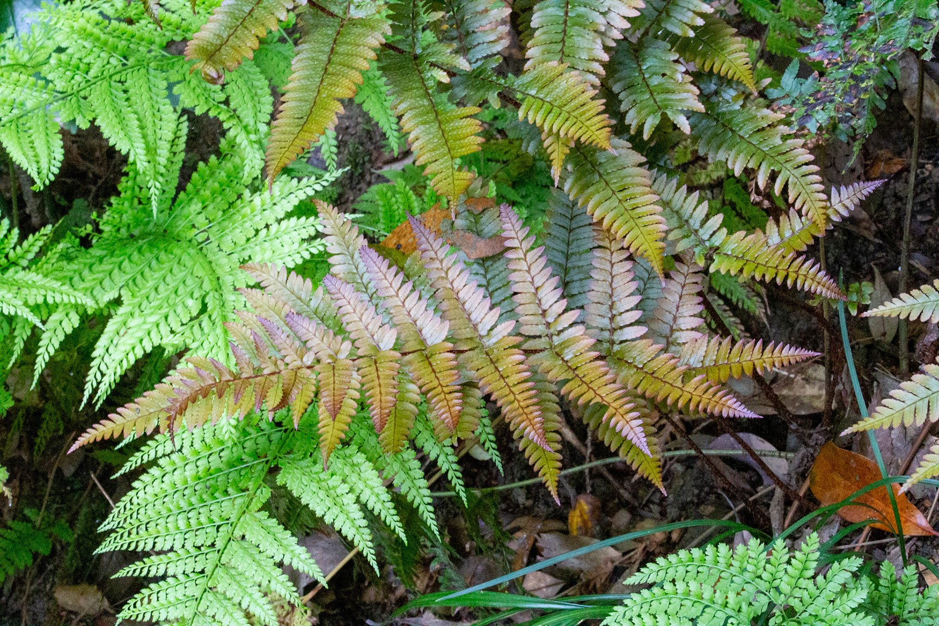 A19