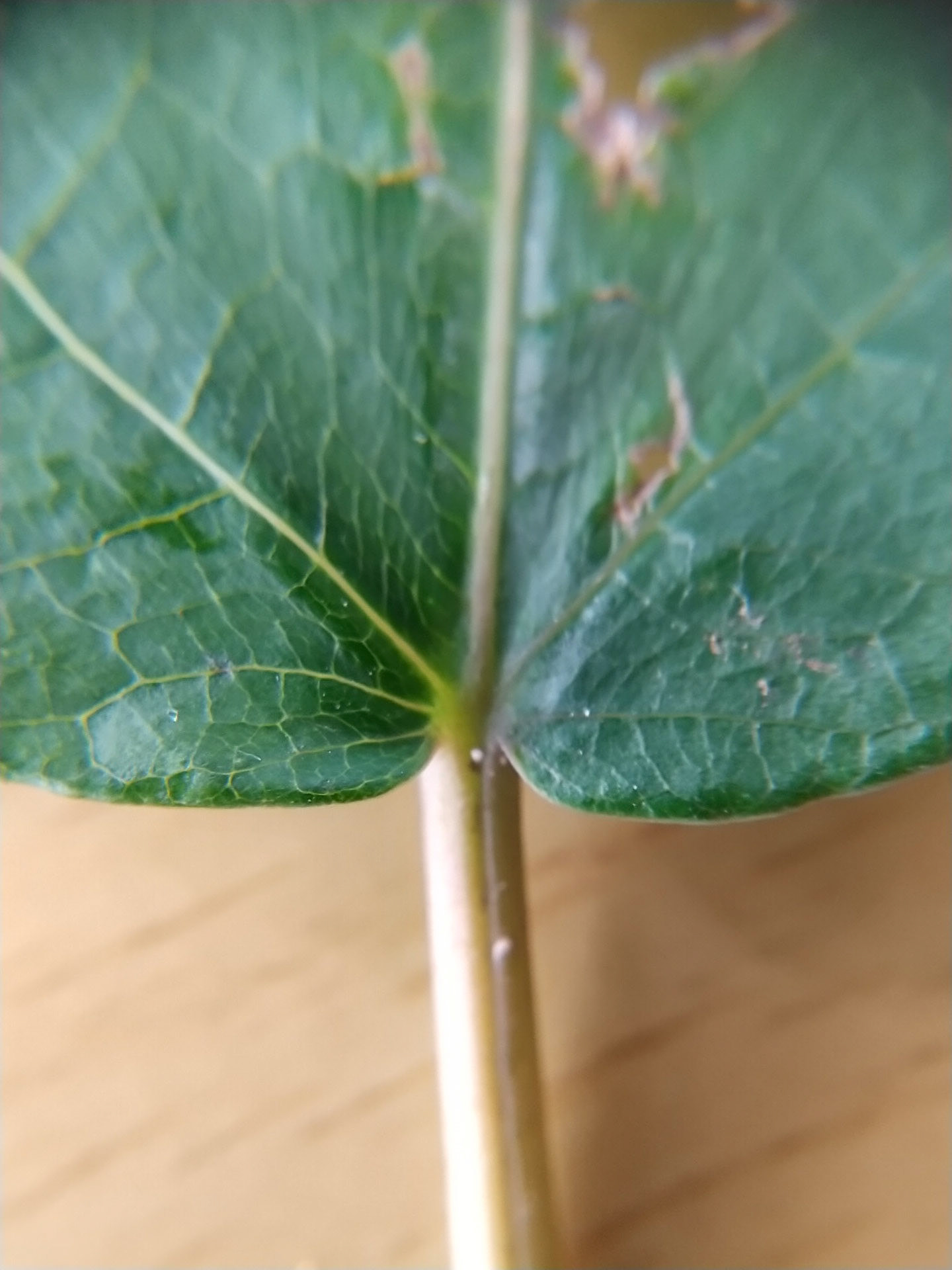 5)表は無毛