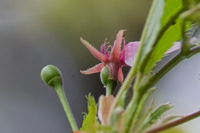 7)
