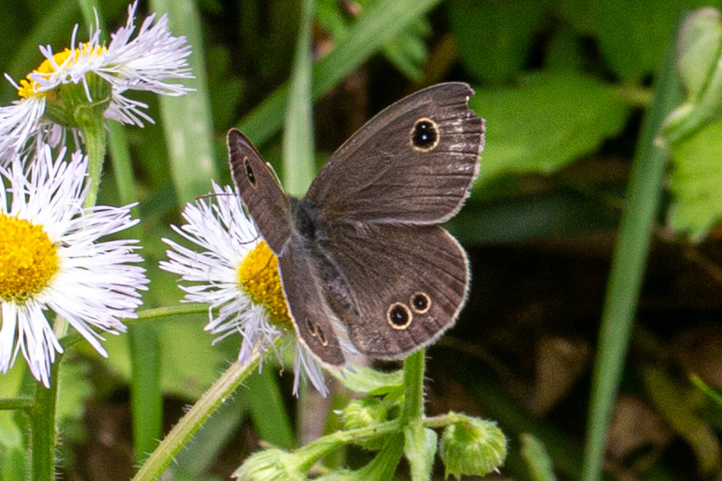 C1-2)