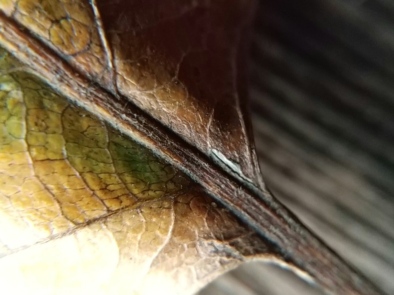 13)