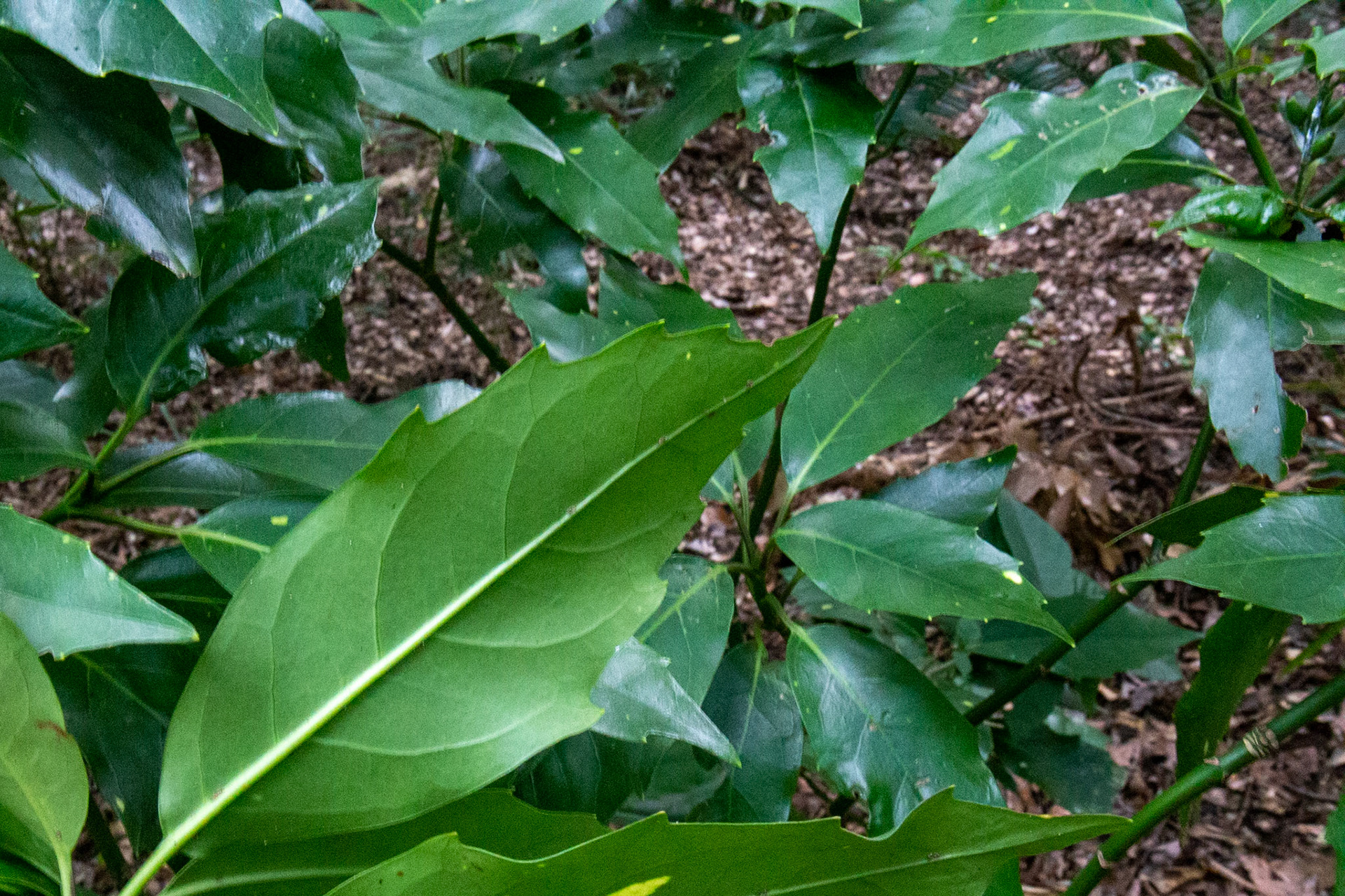 3)雌株