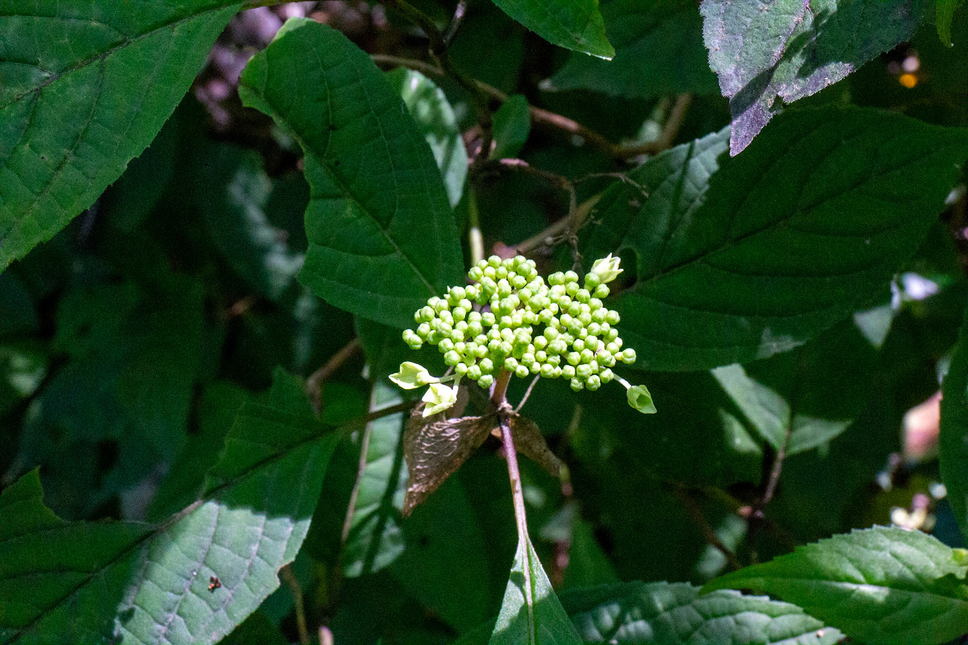 4)