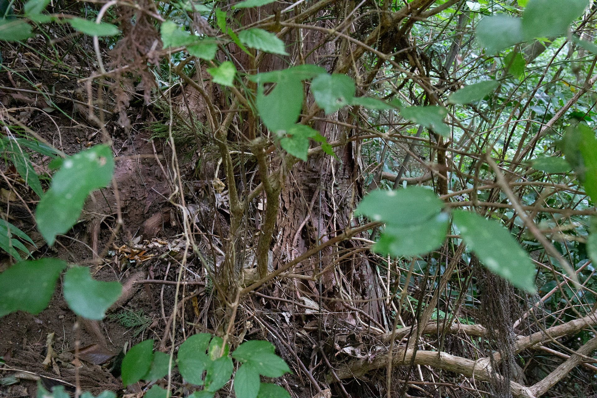 5)叢生