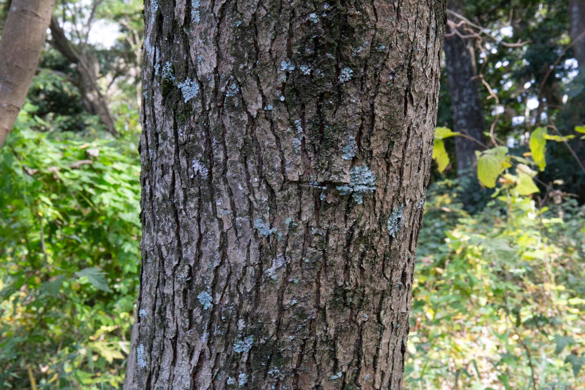 6)