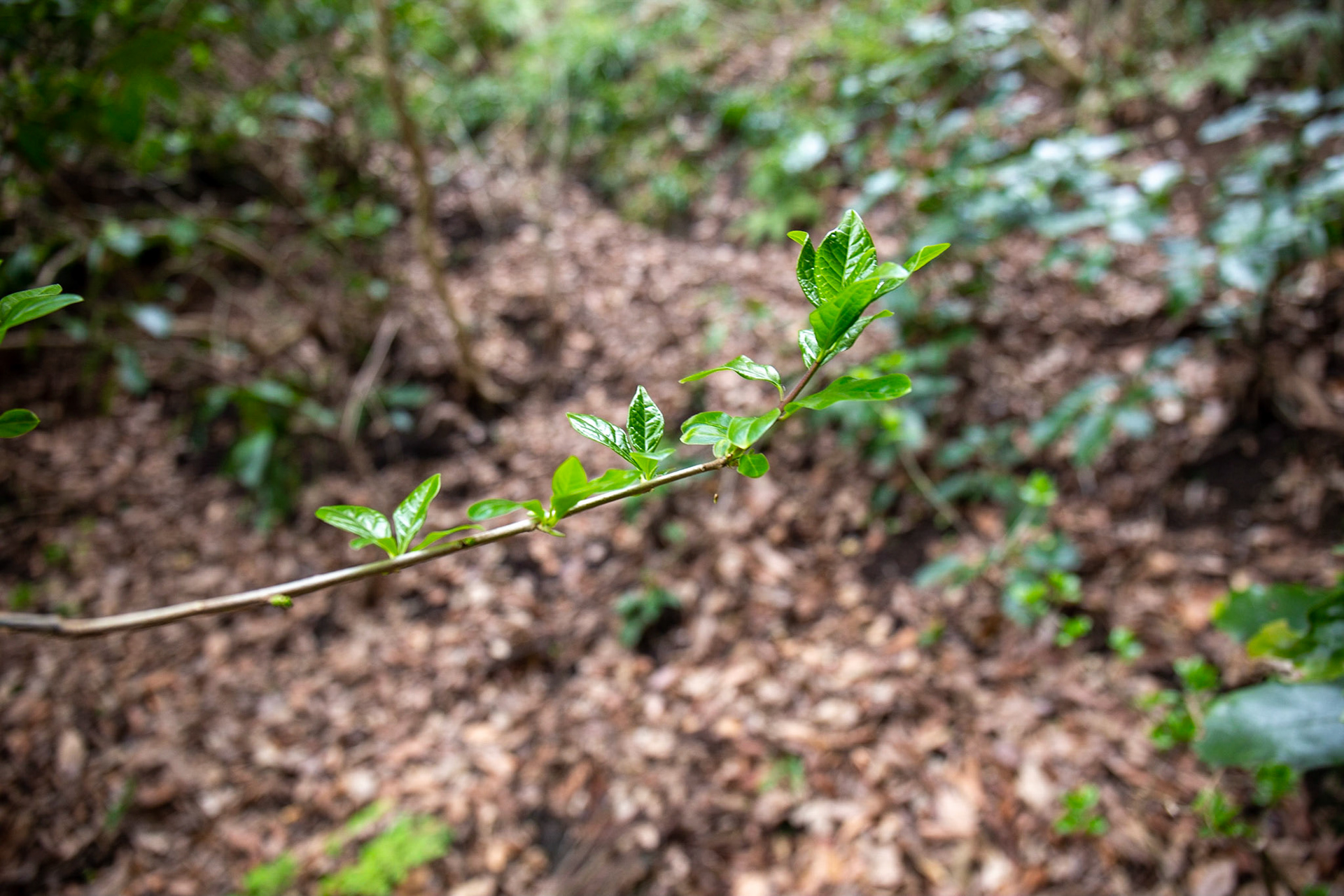 19)