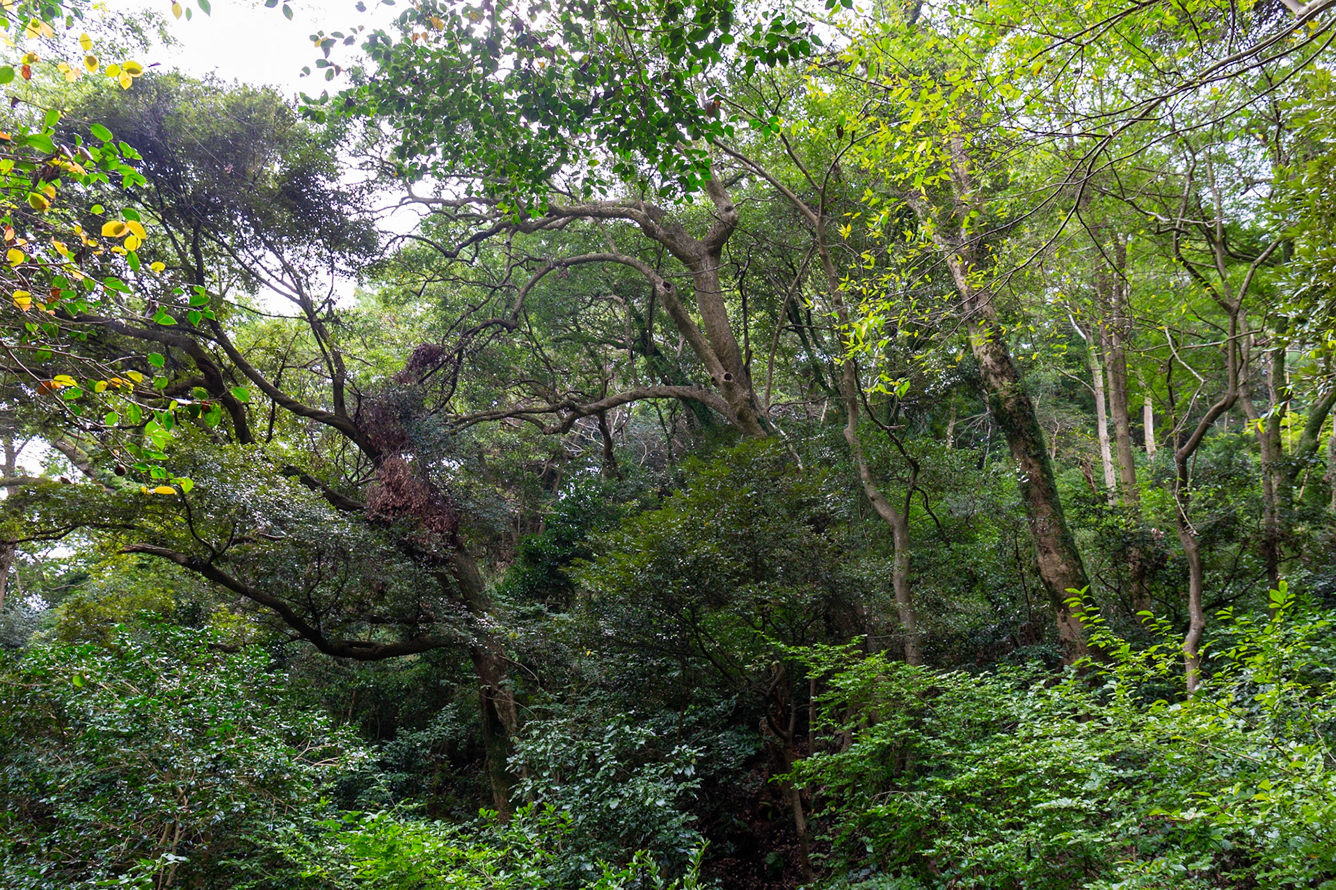 14)照葉樹林帯のタブノキ