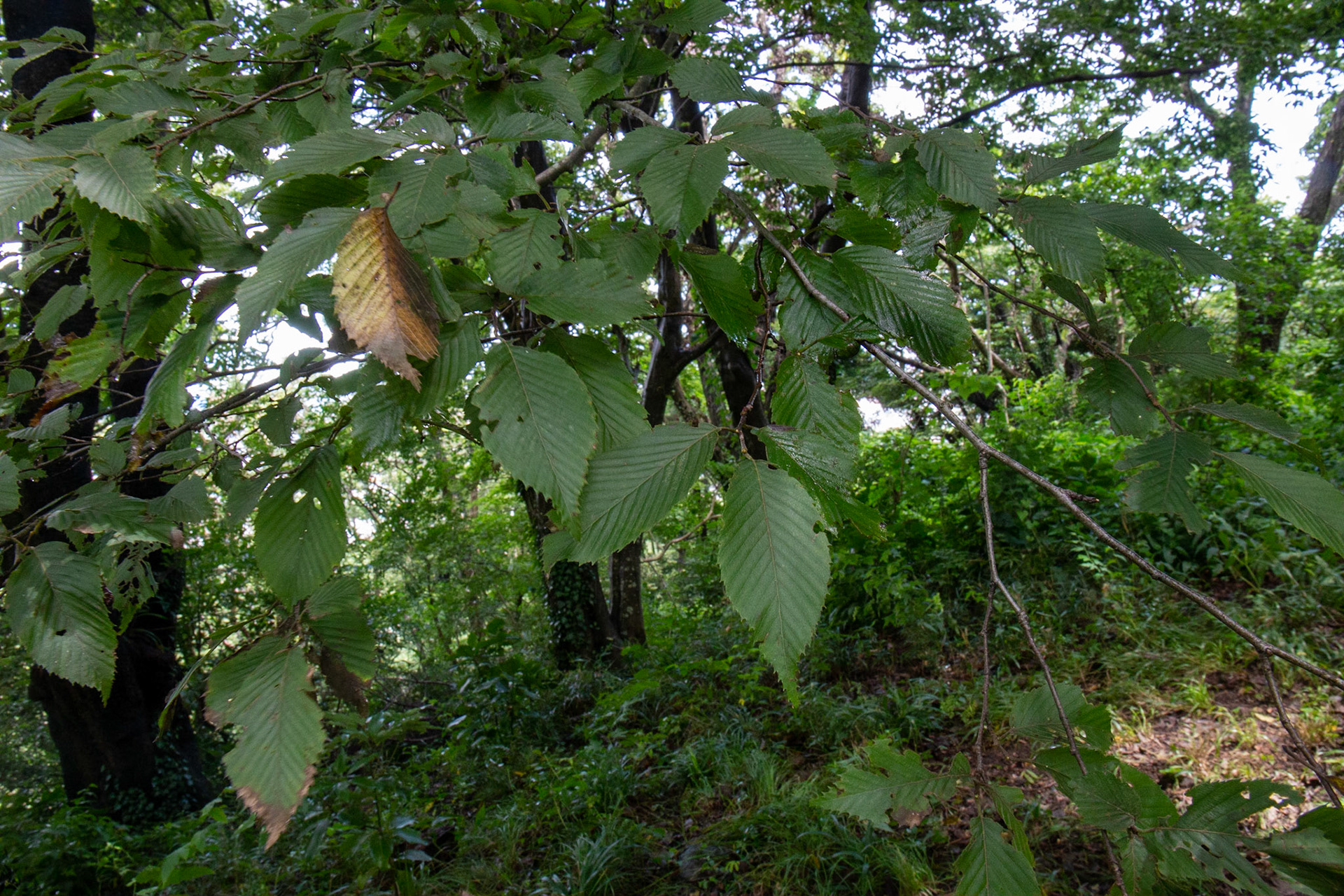 6)葉は小型に見える