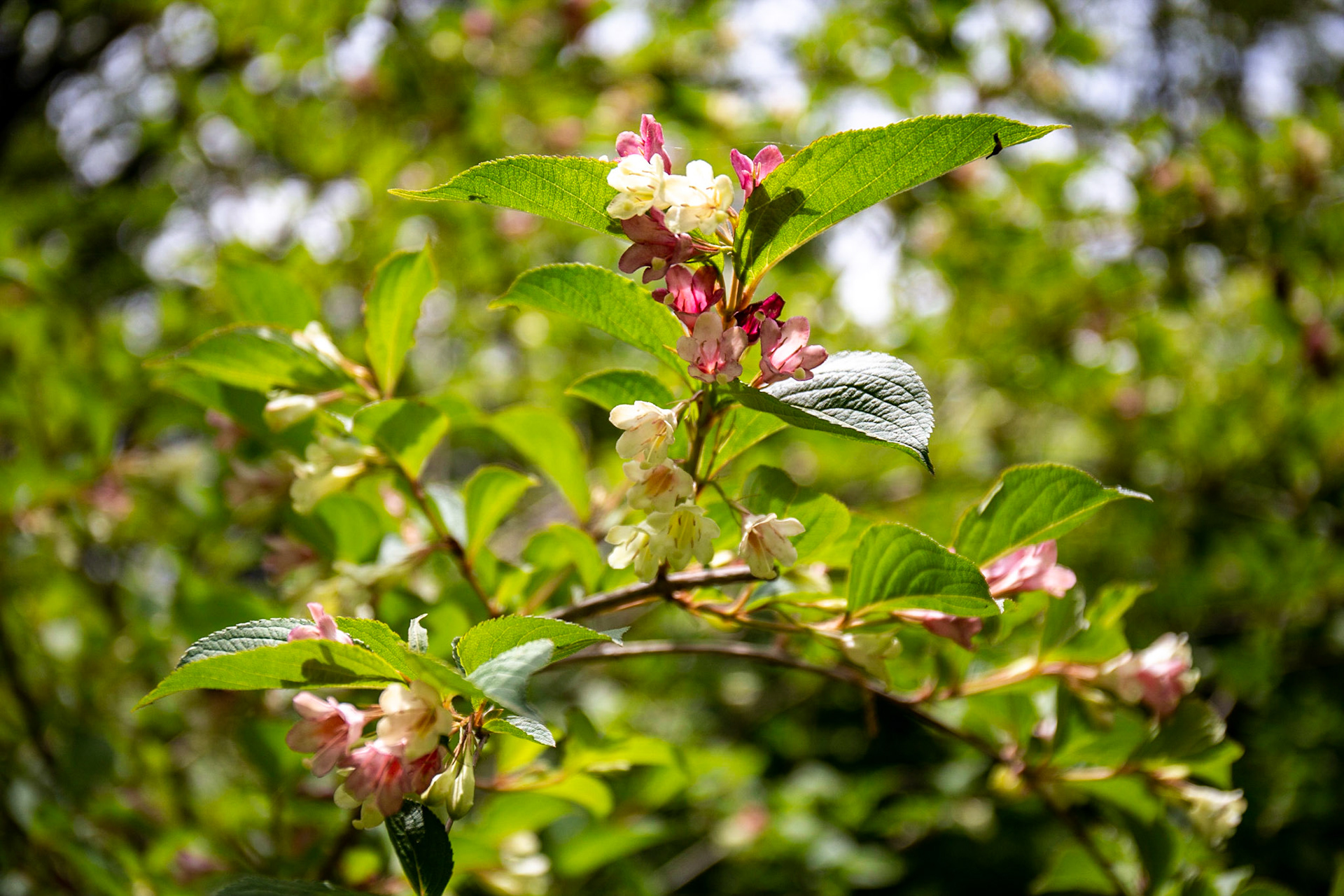 16)開花