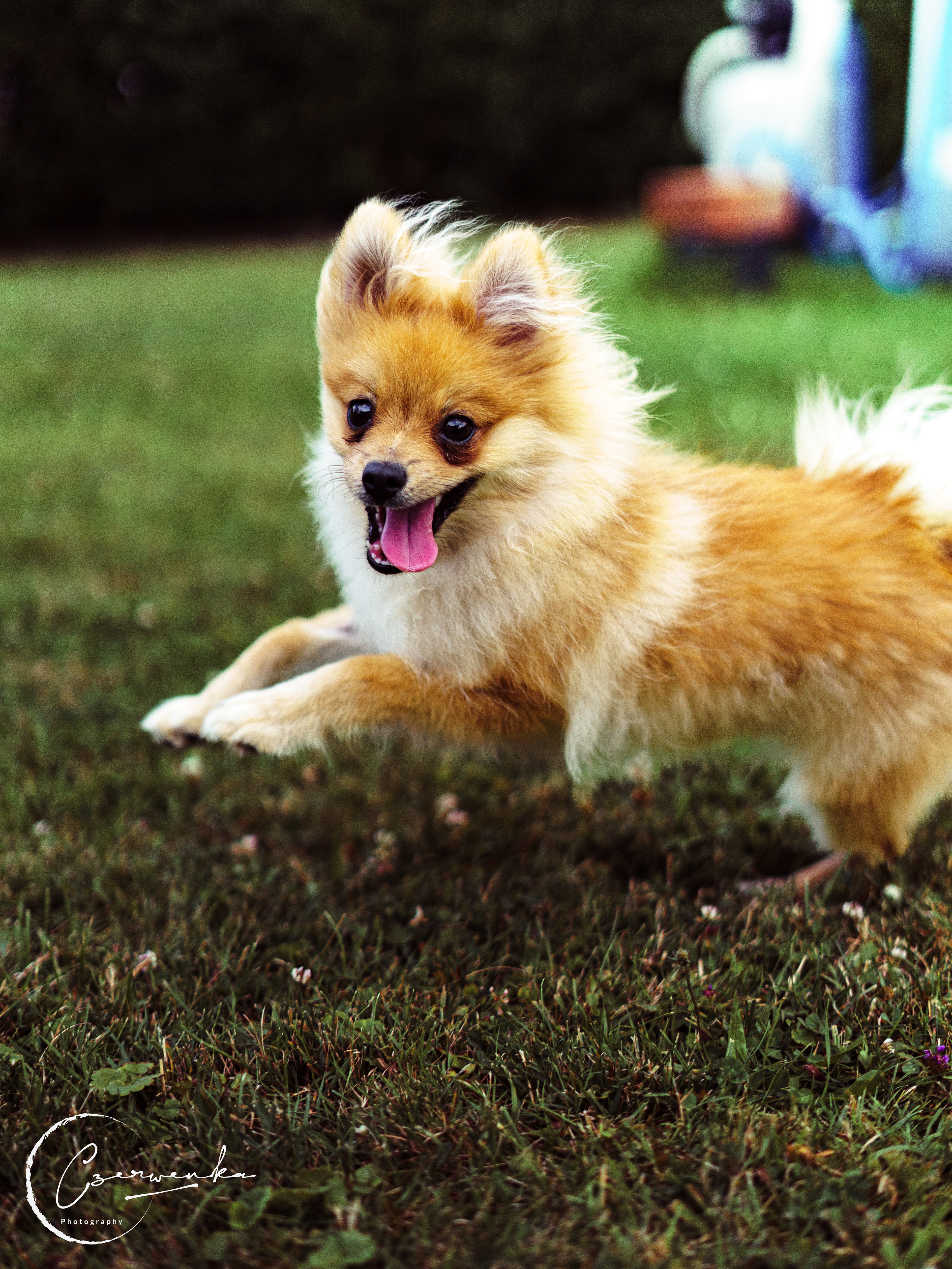 I'm a VIP: Very Important Pupper